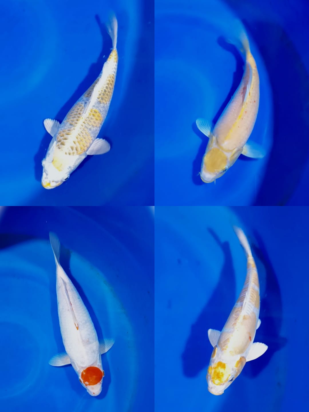 Lelang Koi Online, Jual Beli Ikan Koi, Pasar Koi Terbaik, Agen Lelang Koi, Penawaran Koi Berkualitas, Harga Jual Koi, Lelang Ikan Koi Import, Beli Koi Online, Jual Koi Murah, Koi Showroom, Penjual Koi Terpercaya, Lelang Koi Jakarta, Jual Koi Lokal, Koi Kualitas Unggul, Harga Terbaik Koi, Jual Koi Indukan, Lelang Ikan Hias Koi, Pasar Koi Indonesia, Beli Koi Berkualitas Tinggi, Koi Farm Terbesar, Jual Beli Koi Impor, Lelang Ikan Koi Kualitas Premium, Daftar Harga Koi Terbaru, Pusat Jual Beli Koi, Info Lelang Koi Hari Ini.