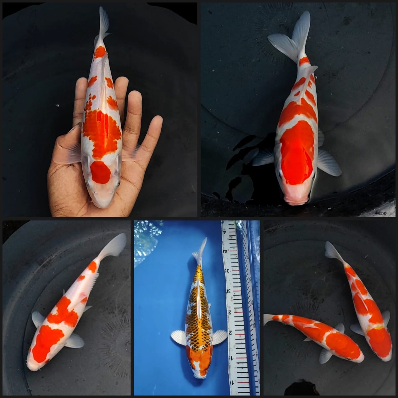 Lelang Koi Online, Jual Beli Ikan Koi, Pasar Koi Terbaik, Agen Lelang Koi, Penawaran Koi Berkualitas, Harga Jual Koi, Lelang Ikan Koi Import, Beli Koi Online, Jual Koi Murah, Koi Showroom, Penjual Koi Terpercaya, Lelang Koi Jakarta, Jual Koi Lokal, Koi Kualitas Unggul, Harga Terbaik Koi, Jual Koi Indukan, Lelang Ikan Hias Koi, Pasar Koi Indonesia, Beli Koi Berkualitas Tinggi, Koi Farm Terbesar, Jual Beli Koi Impor, Lelang Ikan Koi Kualitas Premium, Daftar Harga Koi Terbaru, Pusat Jual Beli Koi, Info Lelang Koi Hari Ini.