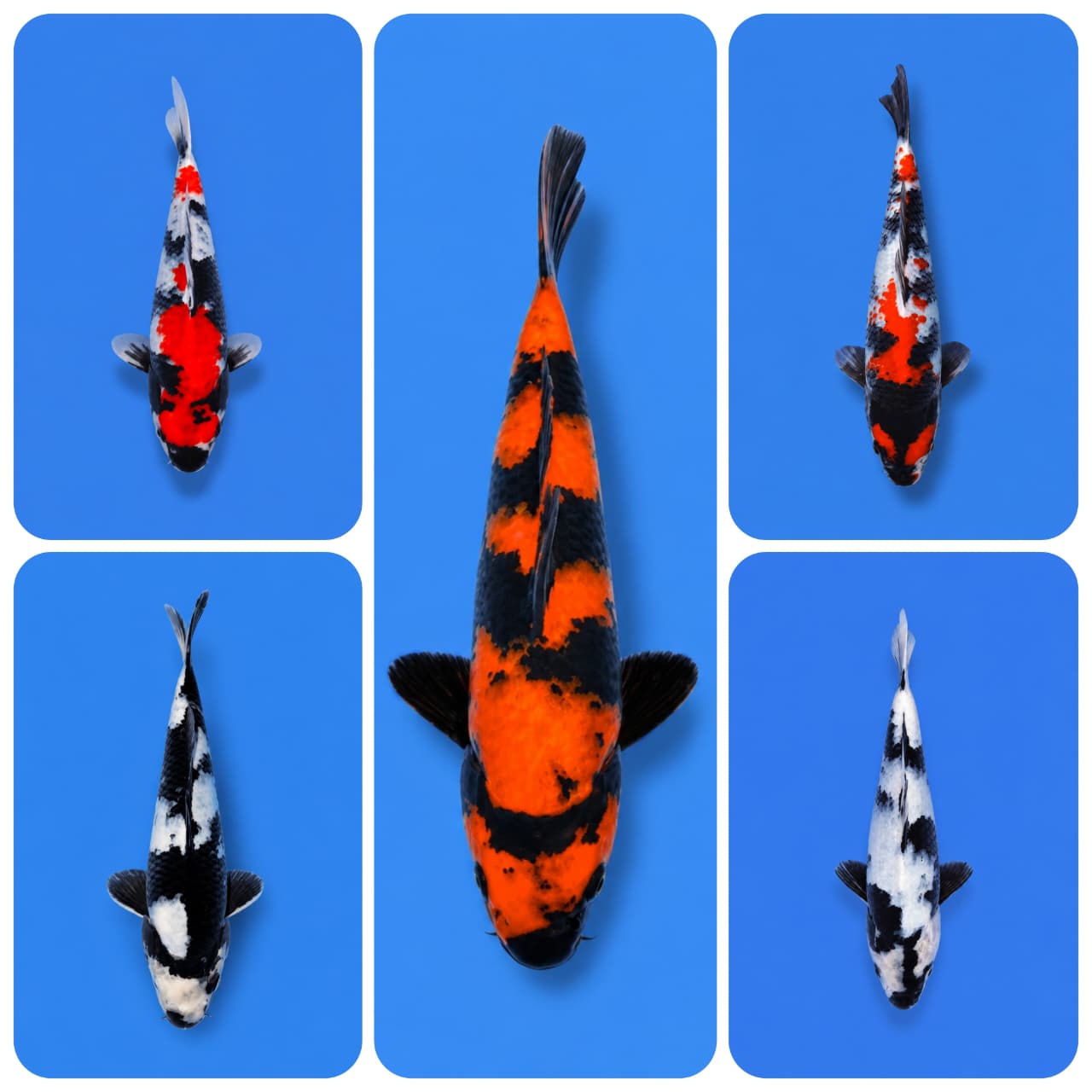 Lelang Koi Online, Jual Beli Ikan Koi, Pasar Koi Terbaik, Agen Lelang Koi, Penawaran Koi Berkualitas, Harga Jual Koi, Lelang Ikan Koi Import, Beli Koi Online, Jual Koi Murah, Koi Showroom, Penjual Koi Terpercaya, Lelang Koi Jakarta, Jual Koi Lokal, Koi Kualitas Unggul, Harga Terbaik Koi, Jual Koi Indukan, Lelang Ikan Hias Koi, Pasar Koi Indonesia, Beli Koi Berkualitas Tinggi, Koi Farm Terbesar, Jual Beli Koi Impor, Lelang Ikan Koi Kualitas Premium, Daftar Harga Koi Terbaru, Pusat Jual Beli Koi, Info Lelang Koi Hari Ini.