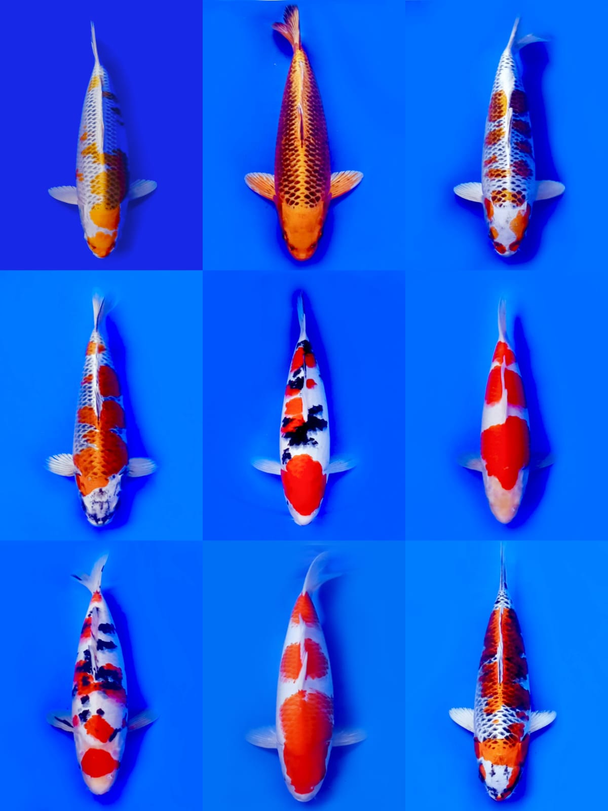 Lelang Koi Online, Jual Beli Ikan Koi, Pasar Koi Terbaik, Agen Lelang Koi, Penawaran Koi Berkualitas, Harga Jual Koi, Lelang Ikan Koi Import, Beli Koi Online, Jual Koi Murah, Koi Showroom, Penjual Koi Terpercaya, Lelang Koi Jakarta, Jual Koi Lokal, Koi Kualitas Unggul, Harga Terbaik Koi, Jual Koi Indukan, Lelang Ikan Hias Koi, Pasar Koi Indonesia, Beli Koi Berkualitas Tinggi, Koi Farm Terbesar, Jual Beli Koi Impor, Lelang Ikan Koi Kualitas Premium, Daftar Harga Koi Terbaru, Pusat Jual Beli Koi, Info Lelang Koi Hari Ini.