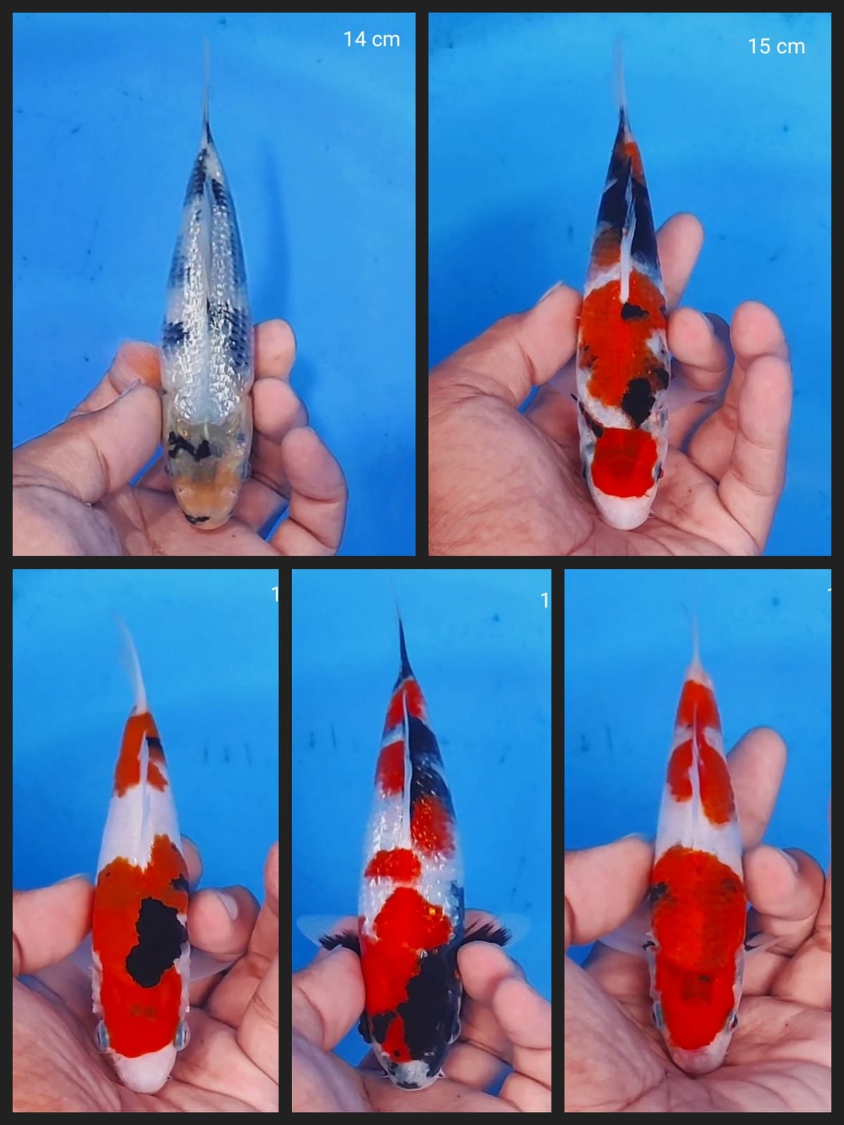 Lelang Koi Online, Jual Beli Ikan Koi, Pasar Koi Terbaik, Agen Lelang Koi, Penawaran Koi Berkualitas, Harga Jual Koi, Lelang Ikan Koi Import, Beli Koi Online, Jual Koi Murah, Koi Showroom, Penjual Koi Terpercaya, Lelang Koi Jakarta, Jual Koi Lokal, Koi Kualitas Unggul, Harga Terbaik Koi, Jual Koi Indukan, Lelang Ikan Hias Koi, Pasar Koi Indonesia, Beli Koi Berkualitas Tinggi, Koi Farm Terbesar, Jual Beli Koi Impor, Lelang Ikan Koi Kualitas Premium, Daftar Harga Koi Terbaru, Pusat Jual Beli Koi, Info Lelang Koi Hari Ini.