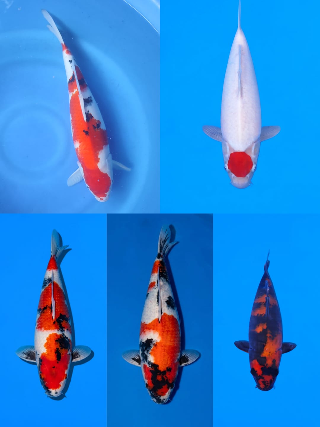 Lelang Koi Online, Jual Beli Ikan Koi, Pasar Koi Terbaik, Agen Lelang Koi, Penawaran Koi Berkualitas, Harga Jual Koi, Lelang Ikan Koi Import, Beli Koi Online, Jual Koi Murah, Koi Showroom, Penjual Koi Terpercaya, Lelang Koi Jakarta, Jual Koi Lokal, Koi Kualitas Unggul, Harga Terbaik Koi, Jual Koi Indukan, Lelang Ikan Hias Koi, Pasar Koi Indonesia, Beli Koi Berkualitas Tinggi, Koi Farm Terbesar, Jual Beli Koi Impor, Lelang Ikan Koi Kualitas Premium, Daftar Harga Koi Terbaru, Pusat Jual Beli Koi, Info Lelang Koi Hari Ini.
