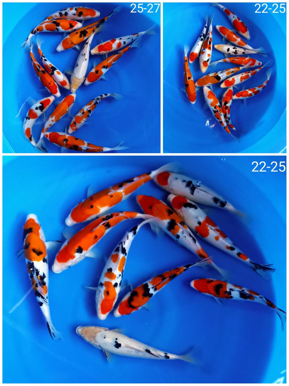 Lelang Koi Online, Jual Beli Ikan Koi, Pasar Koi Terbaik, Agen Lelang Koi, Penawaran Koi Berkualitas, Harga Jual Koi, Lelang Ikan Koi Import, Beli Koi Online, Jual Koi Murah, Koi Showroom, Penjual Koi Terpercaya, Lelang Koi Jakarta, Jual Koi Lokal, Koi Kualitas Unggul, Harga Terbaik Koi, Jual Koi Indukan, Lelang Ikan Hias Koi, Pasar Koi Indonesia, Beli Koi Berkualitas Tinggi, Koi Farm Terbesar, Jual Beli Koi Impor, Lelang Ikan Koi Kualitas Premium, Daftar Harga Koi Terbaru, Pusat Jual Beli Koi, Info Lelang Koi Hari Ini.