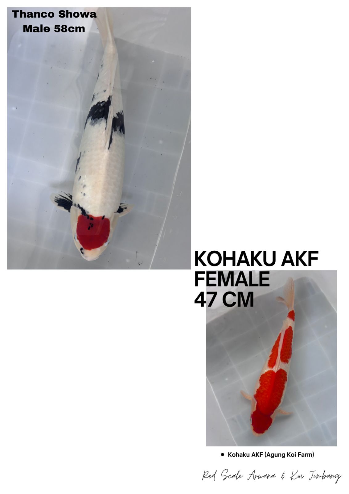 Lelang Koi Online, Jual Beli Ikan Koi, Pasar Koi Terbaik, Agen Lelang Koi, Penawaran Koi Berkualitas, Harga Jual Koi, Lelang Ikan Koi Import, Beli Koi Online, Jual Koi Murah, Koi Showroom, Penjual Koi Terpercaya, Lelang Koi Jakarta, Jual Koi Lokal, Koi Kualitas Unggul, Harga Terbaik Koi, Jual Koi Indukan, Lelang Ikan Hias Koi, Pasar Koi Indonesia, Beli Koi Berkualitas Tinggi, Koi Farm Terbesar, Jual Beli Koi Impor, Lelang Ikan Koi Kualitas Premium, Daftar Harga Koi Terbaru, Pusat Jual Beli Koi, Info Lelang Koi Hari Ini.