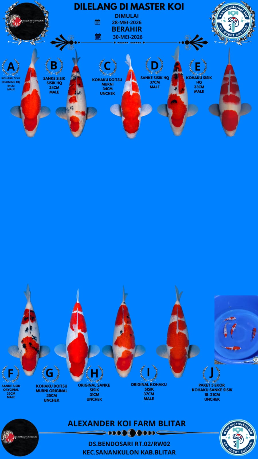 Lelang Koi Online, Jual Beli Ikan Koi, Pasar Koi Terbaik, Agen Lelang Koi, Penawaran Koi Berkualitas, Harga Jual Koi, Lelang Ikan Koi Import, Beli Koi Online, Jual Koi Murah, Koi Showroom, Penjual Koi Terpercaya, Lelang Koi Jakarta, Jual Koi Lokal, Koi Kualitas Unggul, Harga Terbaik Koi, Jual Koi Indukan, Lelang Ikan Hias Koi, Pasar Koi Indonesia, Beli Koi Berkualitas Tinggi, Koi Farm Terbesar, Jual Beli Koi Impor, Lelang Ikan Koi Kualitas Premium, Daftar Harga Koi Terbaru, Pusat Jual Beli Koi, Info Lelang Koi Hari Ini.