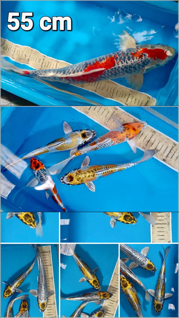 Lelang Koi Online, Jual Beli Ikan Koi, Pasar Koi Terbaik, Agen Lelang Koi, Penawaran Koi Berkualitas, Harga Jual Koi, Lelang Ikan Koi Import, Beli Koi Online, Jual Koi Murah, Koi Showroom, Penjual Koi Terpercaya, Lelang Koi Jakarta, Jual Koi Lokal, Koi Kualitas Unggul, Harga Terbaik Koi, Jual Koi Indukan, Lelang Ikan Hias Koi, Pasar Koi Indonesia, Beli Koi Berkualitas Tinggi, Koi Farm Terbesar, Jual Beli Koi Impor, Lelang Ikan Koi Kualitas Premium, Daftar Harga Koi Terbaru, Pusat Jual Beli Koi, Info Lelang Koi Hari Ini.