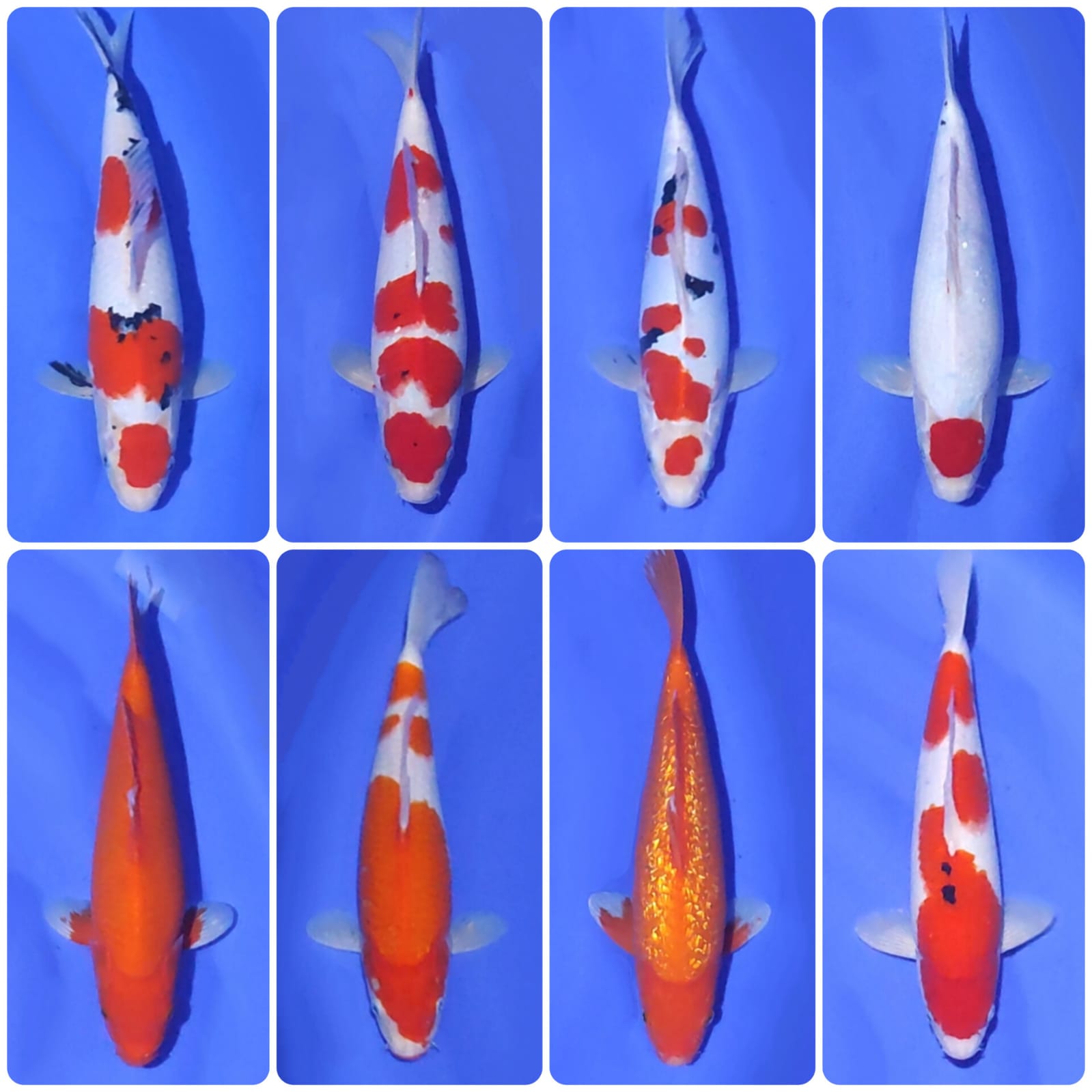 Lelang Koi Online, Jual Beli Ikan Koi, Pasar Koi Terbaik, Agen Lelang Koi, Penawaran Koi Berkualitas, Harga Jual Koi, Lelang Ikan Koi Import, Beli Koi Online, Jual Koi Murah, Koi Showroom, Penjual Koi Terpercaya, Lelang Koi Jakarta, Jual Koi Lokal, Koi Kualitas Unggul, Harga Terbaik Koi, Jual Koi Indukan, Lelang Ikan Hias Koi, Pasar Koi Indonesia, Beli Koi Berkualitas Tinggi, Koi Farm Terbesar, Jual Beli Koi Impor, Lelang Ikan Koi Kualitas Premium, Daftar Harga Koi Terbaru, Pusat Jual Beli Koi, Info Lelang Koi Hari Ini.