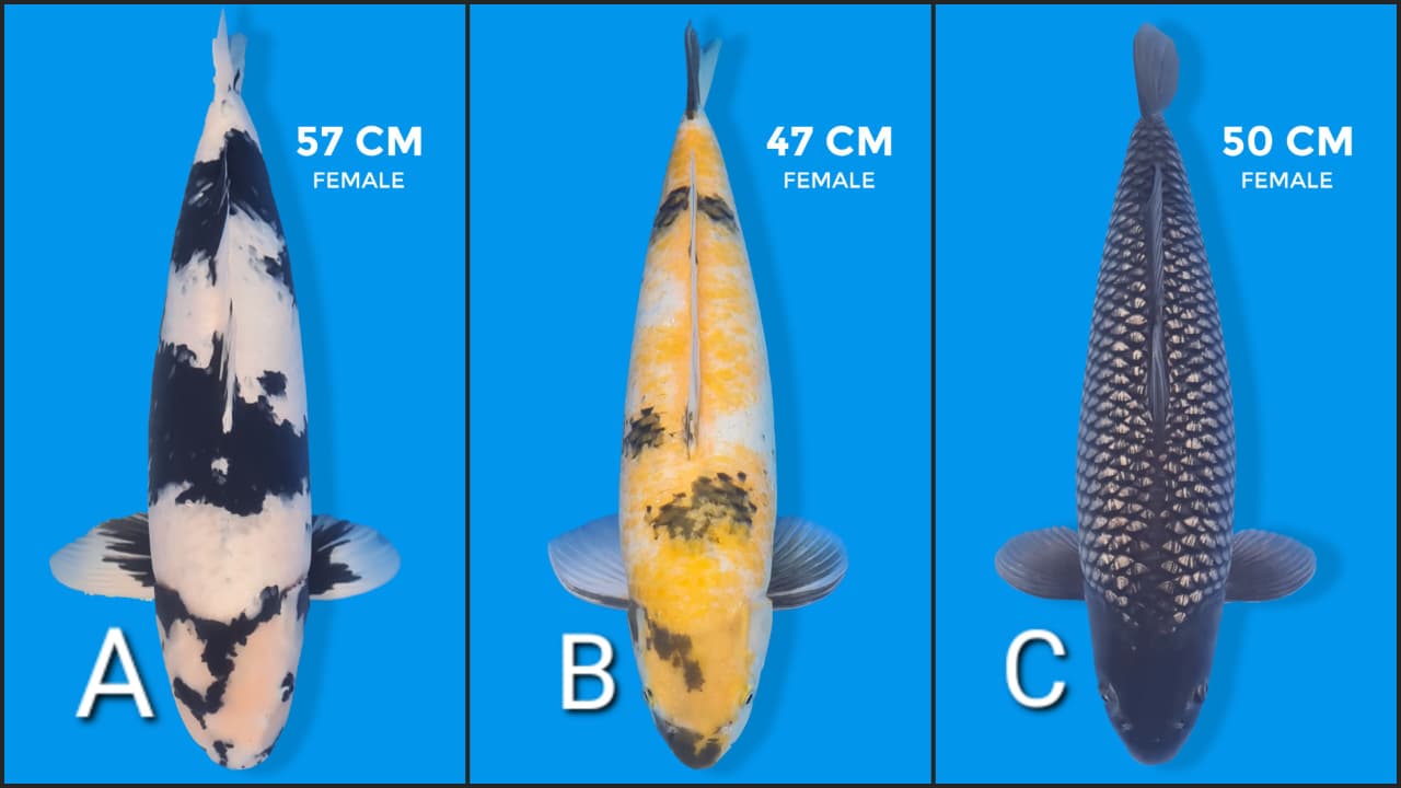 Lelang Koi Online, Jual Beli Ikan Koi, Pasar Koi Terbaik, Agen Lelang Koi, Penawaran Koi Berkualitas, Harga Jual Koi, Lelang Ikan Koi Import, Beli Koi Online, Jual Koi Murah, Koi Showroom, Penjual Koi Terpercaya, Lelang Koi Jakarta, Jual Koi Lokal, Koi Kualitas Unggul, Harga Terbaik Koi, Jual Koi Indukan, Lelang Ikan Hias Koi, Pasar Koi Indonesia, Beli Koi Berkualitas Tinggi, Koi Farm Terbesar, Jual Beli Koi Impor, Lelang Ikan Koi Kualitas Premium, Daftar Harga Koi Terbaru, Pusat Jual Beli Koi, Info Lelang Koi Hari Ini.