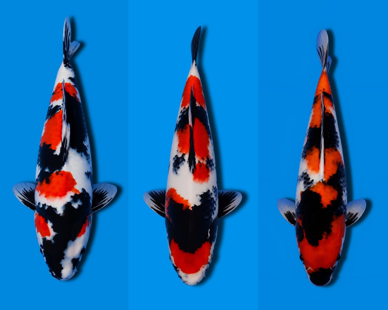 Lelang Koi Online, Jual Beli Ikan Koi, Pasar Koi Terbaik, Agen Lelang Koi, Penawaran Koi Berkualitas, Harga Jual Koi, Lelang Ikan Koi Import, Beli Koi Online, Jual Koi Murah, Koi Showroom, Penjual Koi Terpercaya, Lelang Koi Jakarta, Jual Koi Lokal, Koi Kualitas Unggul, Harga Terbaik Koi, Jual Koi Indukan, Lelang Ikan Hias Koi, Pasar Koi Indonesia, Beli Koi Berkualitas Tinggi, Koi Farm Terbesar, Jual Beli Koi Impor, Lelang Ikan Koi Kualitas Premium, Daftar Harga Koi Terbaru, Pusat Jual Beli Koi, Info Lelang Koi Hari Ini.