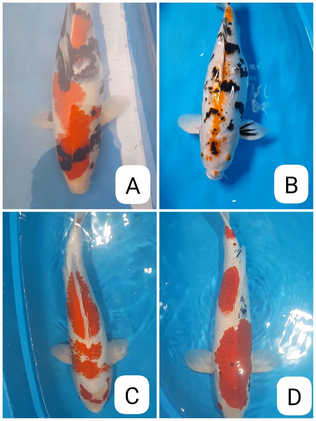 Lelang Koi Online, Jual Beli Ikan Koi, Pasar Koi Terbaik, Agen Lelang Koi, Penawaran Koi Berkualitas, Harga Jual Koi, Lelang Ikan Koi Import, Beli Koi Online, Jual Koi Murah, Koi Showroom, Penjual Koi Terpercaya, Lelang Koi Jakarta, Jual Koi Lokal, Koi Kualitas Unggul, Harga Terbaik Koi, Jual Koi Indukan, Lelang Ikan Hias Koi, Pasar Koi Indonesia, Beli Koi Berkualitas Tinggi, Koi Farm Terbesar, Jual Beli Koi Impor, Lelang Ikan Koi Kualitas Premium, Daftar Harga Koi Terbaru, Pusat Jual Beli Koi, Info Lelang Koi Hari Ini.