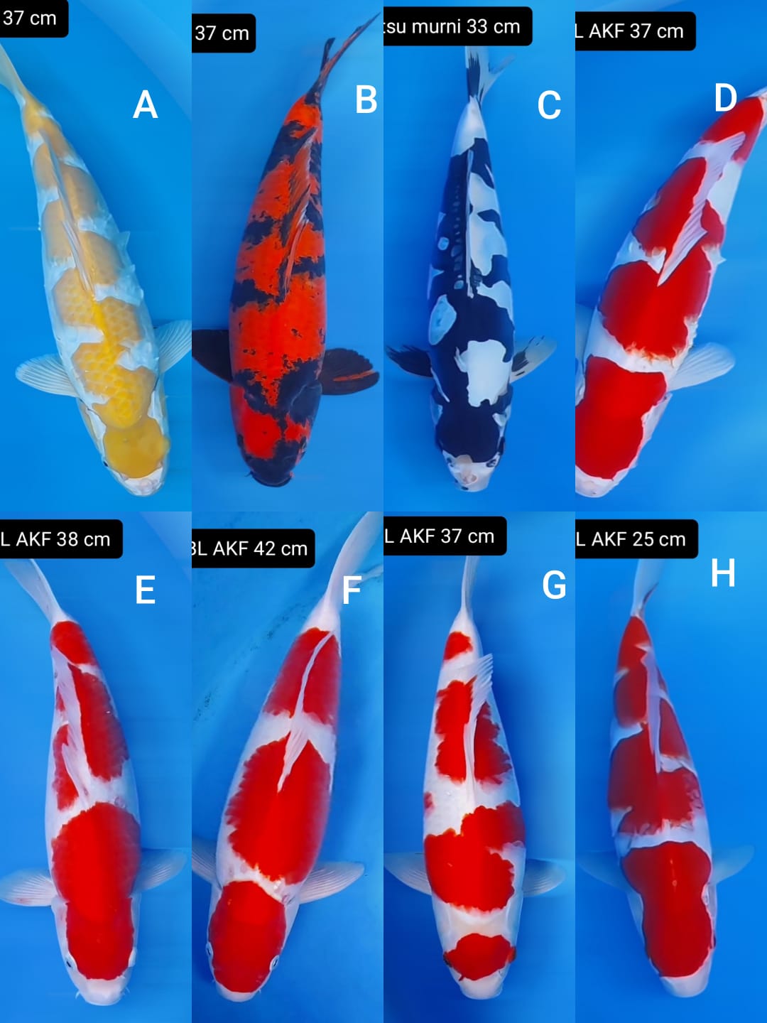 Lelang Koi Online, Jual Beli Ikan Koi, Pasar Koi Terbaik, Agen Lelang Koi, Penawaran Koi Berkualitas, Harga Jual Koi, Lelang Ikan Koi Import, Beli Koi Online, Jual Koi Murah, Koi Showroom, Penjual Koi Terpercaya, Lelang Koi Jakarta, Jual Koi Lokal, Koi Kualitas Unggul, Harga Terbaik Koi, Jual Koi Indukan, Lelang Ikan Hias Koi, Pasar Koi Indonesia, Beli Koi Berkualitas Tinggi, Koi Farm Terbesar, Jual Beli Koi Impor, Lelang Ikan Koi Kualitas Premium, Daftar Harga Koi Terbaru, Pusat Jual Beli Koi, Info Lelang Koi Hari Ini.