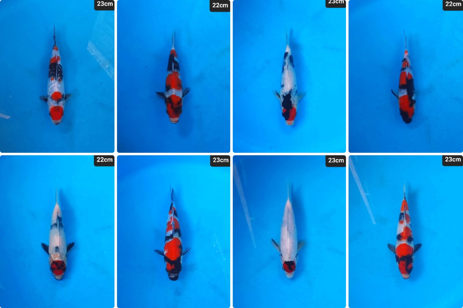 Lelang Koi Online, Jual Beli Ikan Koi, Pasar Koi Terbaik, Agen Lelang Koi, Penawaran Koi Berkualitas, Harga Jual Koi, Lelang Ikan Koi Import, Beli Koi Online, Jual Koi Murah, Koi Showroom, Penjual Koi Terpercaya, Lelang Koi Jakarta, Jual Koi Lokal, Koi Kualitas Unggul, Harga Terbaik Koi, Jual Koi Indukan, Lelang Ikan Hias Koi, Pasar Koi Indonesia, Beli Koi Berkualitas Tinggi, Koi Farm Terbesar, Jual Beli Koi Impor, Lelang Ikan Koi Kualitas Premium, Daftar Harga Koi Terbaru, Pusat Jual Beli Koi, Info Lelang Koi Hari Ini.