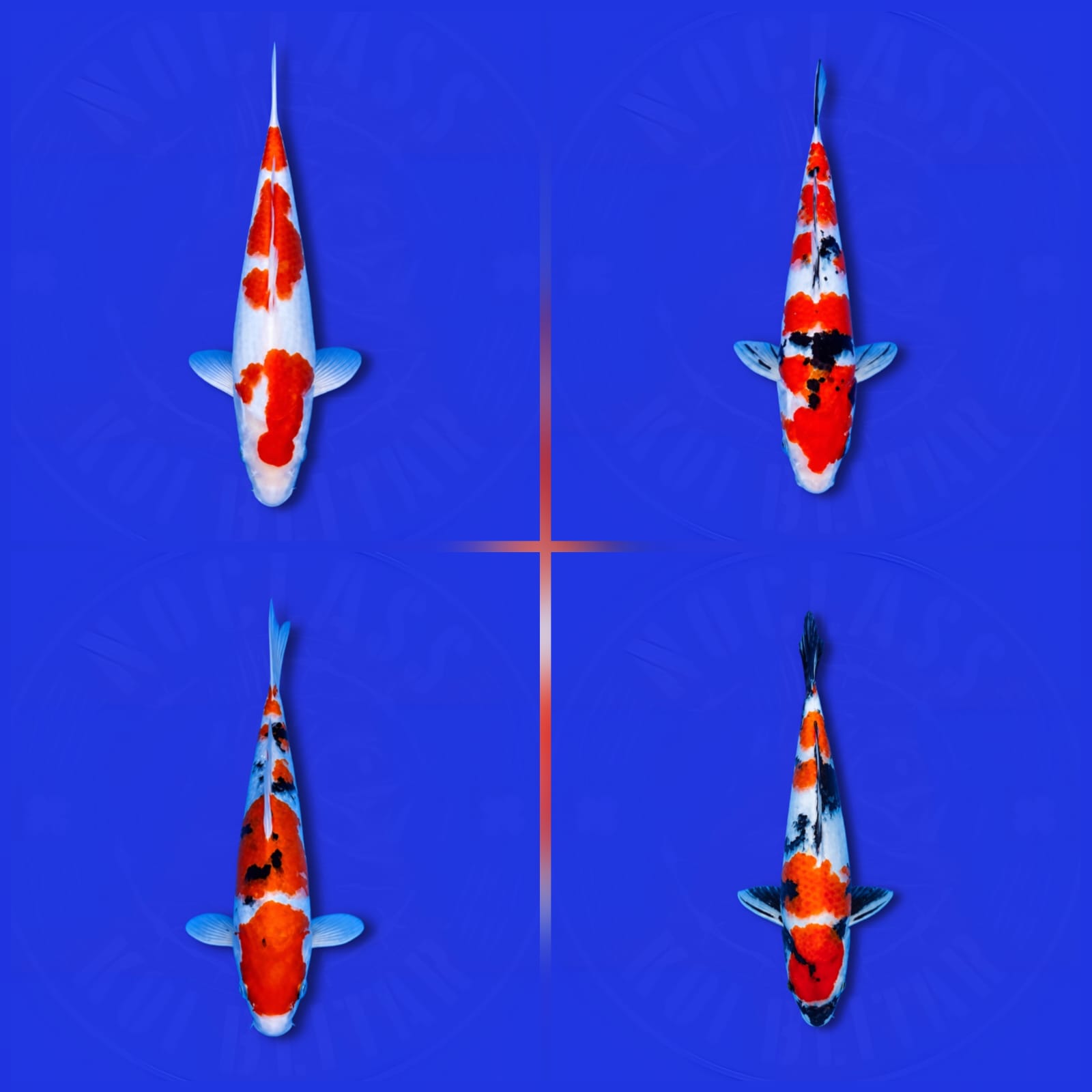 Lelang Koi Online, Jual Beli Ikan Koi, Pasar Koi Terbaik, Agen Lelang Koi, Penawaran Koi Berkualitas, Harga Jual Koi, Lelang Ikan Koi Import, Beli Koi Online, Jual Koi Murah, Koi Showroom, Penjual Koi Terpercaya, Lelang Koi Jakarta, Jual Koi Lokal, Koi Kualitas Unggul, Harga Terbaik Koi, Jual Koi Indukan, Lelang Ikan Hias Koi, Pasar Koi Indonesia, Beli Koi Berkualitas Tinggi, Koi Farm Terbesar, Jual Beli Koi Impor, Lelang Ikan Koi Kualitas Premium, Daftar Harga Koi Terbaru, Pusat Jual Beli Koi, Info Lelang Koi Hari Ini.