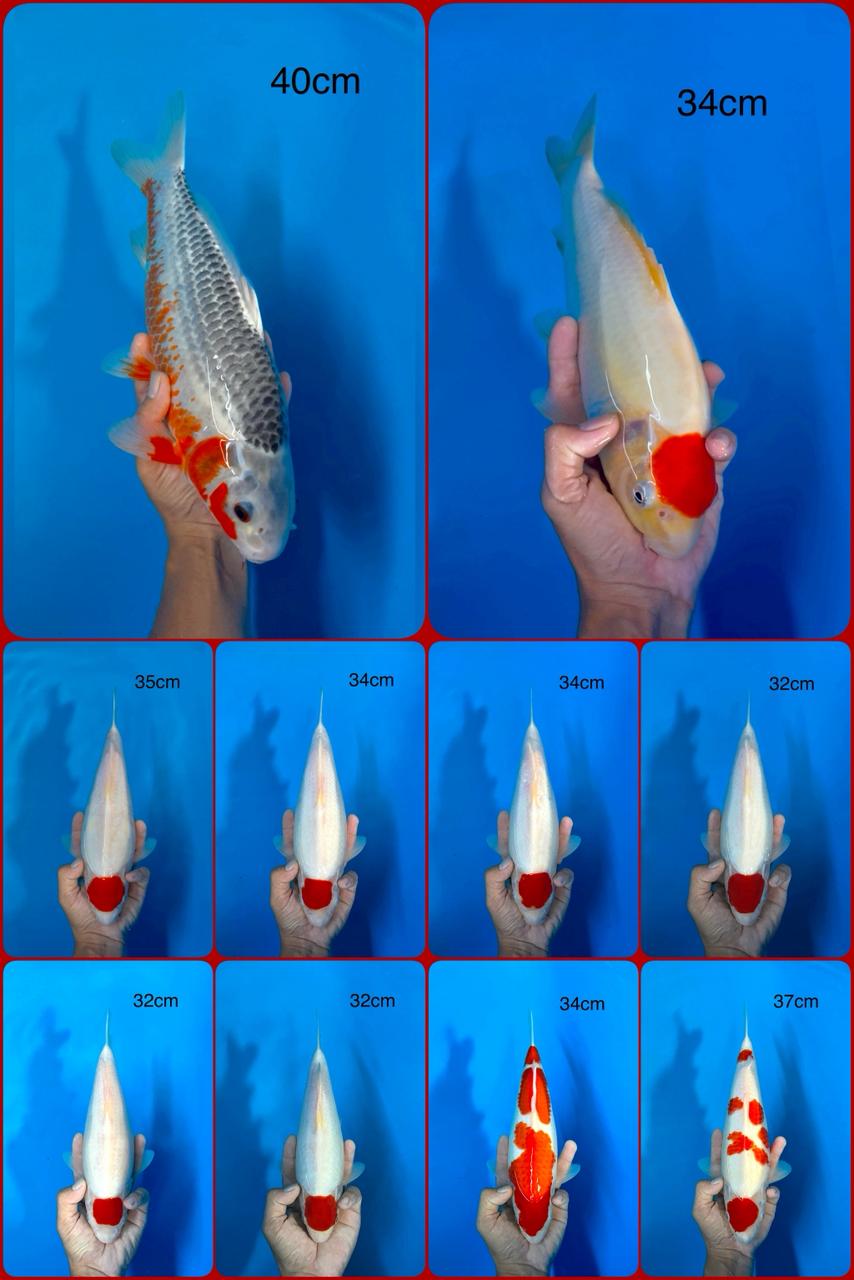 Lelang Koi Online, Jual Beli Ikan Koi, Pasar Koi Terbaik, Agen Lelang Koi, Penawaran Koi Berkualitas, Harga Jual Koi, Lelang Ikan Koi Import, Beli Koi Online, Jual Koi Murah, Koi Showroom, Penjual Koi Terpercaya, Lelang Koi Jakarta, Jual Koi Lokal, Koi Kualitas Unggul, Harga Terbaik Koi, Jual Koi Indukan, Lelang Ikan Hias Koi, Pasar Koi Indonesia, Beli Koi Berkualitas Tinggi, Koi Farm Terbesar, Jual Beli Koi Impor, Lelang Ikan Koi Kualitas Premium, Daftar Harga Koi Terbaru, Pusat Jual Beli Koi, Info Lelang Koi Hari Ini.