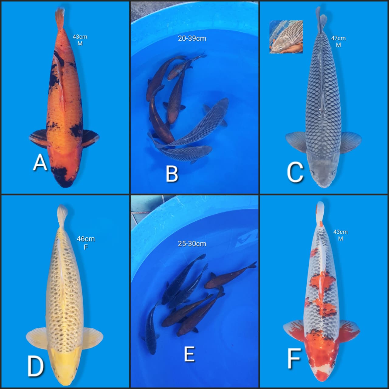 Lelang Koi Online, Jual Beli Ikan Koi, Pasar Koi Terbaik, Agen Lelang Koi, Penawaran Koi Berkualitas, Harga Jual Koi, Lelang Ikan Koi Import, Beli Koi Online, Jual Koi Murah, Koi Showroom, Penjual Koi Terpercaya, Lelang Koi Jakarta, Jual Koi Lokal, Koi Kualitas Unggul, Harga Terbaik Koi, Jual Koi Indukan, Lelang Ikan Hias Koi, Pasar Koi Indonesia, Beli Koi Berkualitas Tinggi, Koi Farm Terbesar, Jual Beli Koi Impor, Lelang Ikan Koi Kualitas Premium, Daftar Harga Koi Terbaru, Pusat Jual Beli Koi, Info Lelang Koi Hari Ini.