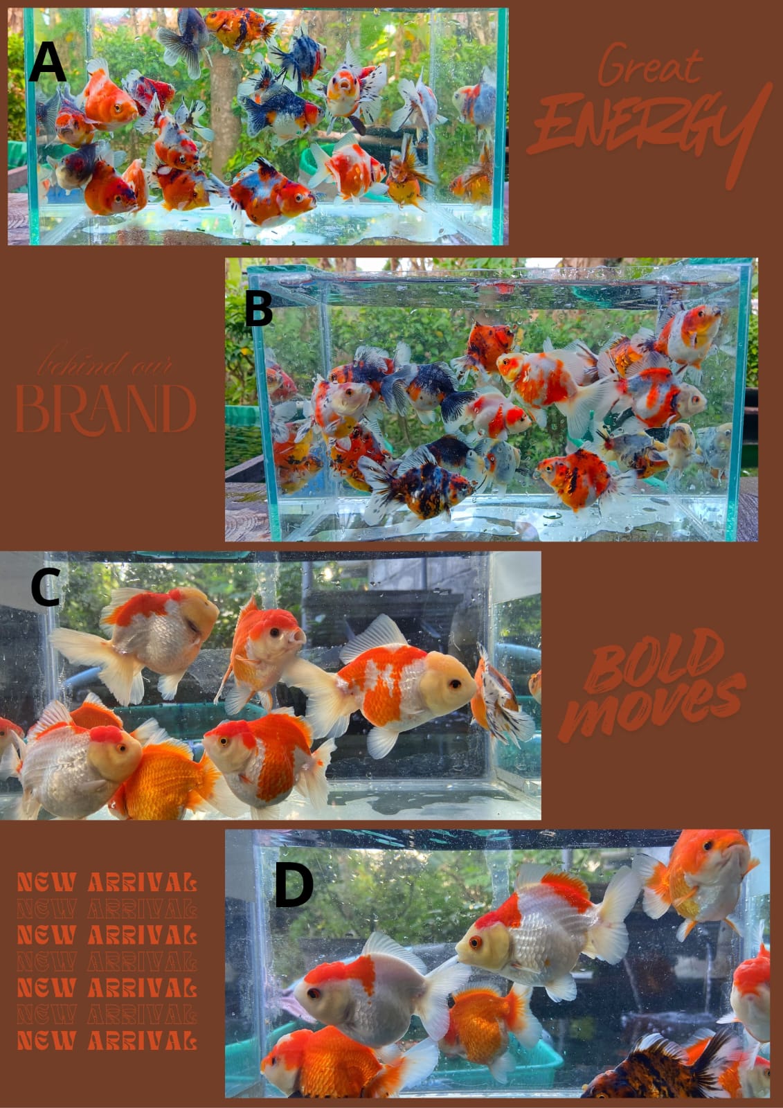 Lelang Koi Online, Jual Beli Ikan Koi, Pasar Koi Terbaik, Agen Lelang Koi, Penawaran Koi Berkualitas, Harga Jual Koi, Lelang Ikan Koi Import, Beli Koi Online, Jual Koi Murah, Koi Showroom, Penjual Koi Terpercaya, Lelang Koi Jakarta, Jual Koi Lokal, Koi Kualitas Unggul, Harga Terbaik Koi, Jual Koi Indukan, Lelang Ikan Hias Koi, Pasar Koi Indonesia, Beli Koi Berkualitas Tinggi, Koi Farm Terbesar, Jual Beli Koi Impor, Lelang Ikan Koi Kualitas Premium, Daftar Harga Koi Terbaru, Pusat Jual Beli Koi, Info Lelang Koi Hari Ini.