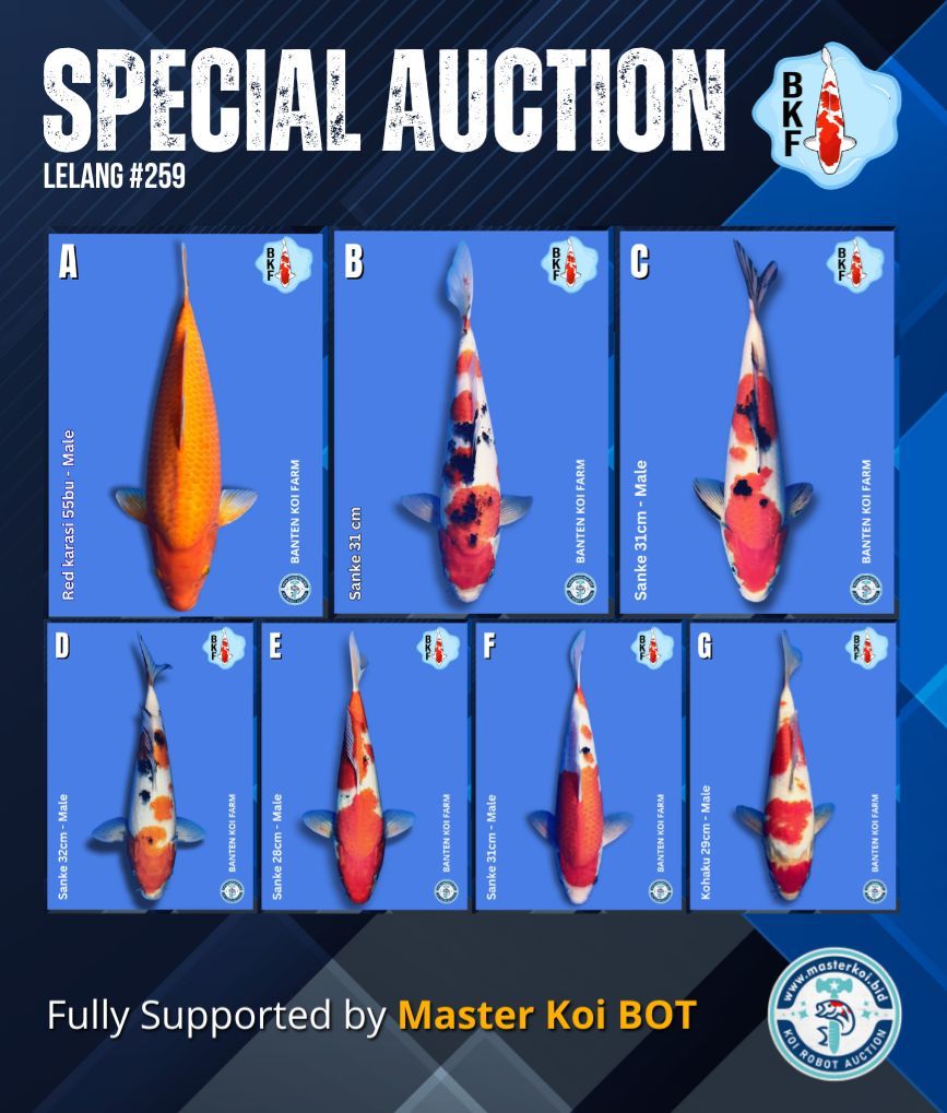 Lelang Koi Online, Jual Beli Ikan Koi, Pasar Koi Terbaik, Agen Lelang Koi, Penawaran Koi Berkualitas, Harga Jual Koi, Lelang Ikan Koi Import, Beli Koi Online, Jual Koi Murah, Koi Showroom, Penjual Koi Terpercaya, Lelang Koi Jakarta, Jual Koi Lokal, Koi Kualitas Unggul, Harga Terbaik Koi, Jual Koi Indukan, Lelang Ikan Hias Koi, Pasar Koi Indonesia, Beli Koi Berkualitas Tinggi, Koi Farm Terbesar, Jual Beli Koi Impor, Lelang Ikan Koi Kualitas Premium, Daftar Harga Koi Terbaru, Pusat Jual Beli Koi, Info Lelang Koi Hari Ini.