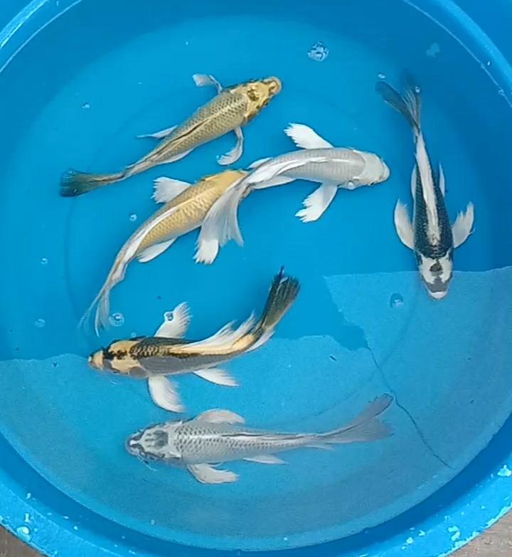 Lelang Koi Online, Jual Beli Ikan Koi, Pasar Koi Terbaik, Agen Lelang Koi, Penawaran Koi Berkualitas, Harga Jual Koi, Lelang Ikan Koi Import, Beli Koi Online, Jual Koi Murah, Koi Showroom, Penjual Koi Terpercaya, Lelang Koi Jakarta, Jual Koi Lokal, Koi Kualitas Unggul, Harga Terbaik Koi, Jual Koi Indukan, Lelang Ikan Hias Koi, Pasar Koi Indonesia, Beli Koi Berkualitas Tinggi, Koi Farm Terbesar, Jual Beli Koi Impor, Lelang Ikan Koi Kualitas Premium, Daftar Harga Koi Terbaru, Pusat Jual Beli Koi, Info Lelang Koi Hari Ini.