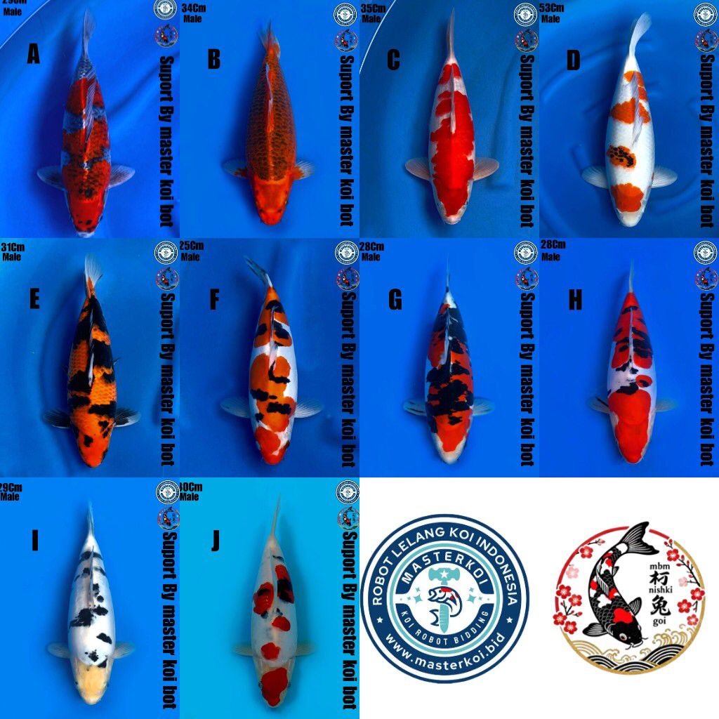 Lelang Koi Online, Jual Beli Ikan Koi, Pasar Koi Terbaik, Agen Lelang Koi, Penawaran Koi Berkualitas, Harga Jual Koi, Lelang Ikan Koi Import, Beli Koi Online, Jual Koi Murah, Koi Showroom, Penjual Koi Terpercaya, Lelang Koi Jakarta, Jual Koi Lokal, Koi Kualitas Unggul, Harga Terbaik Koi, Jual Koi Indukan, Lelang Ikan Hias Koi, Pasar Koi Indonesia, Beli Koi Berkualitas Tinggi, Koi Farm Terbesar, Jual Beli Koi Impor, Lelang Ikan Koi Kualitas Premium, Daftar Harga Koi Terbaru, Pusat Jual Beli Koi, Info Lelang Koi Hari Ini.