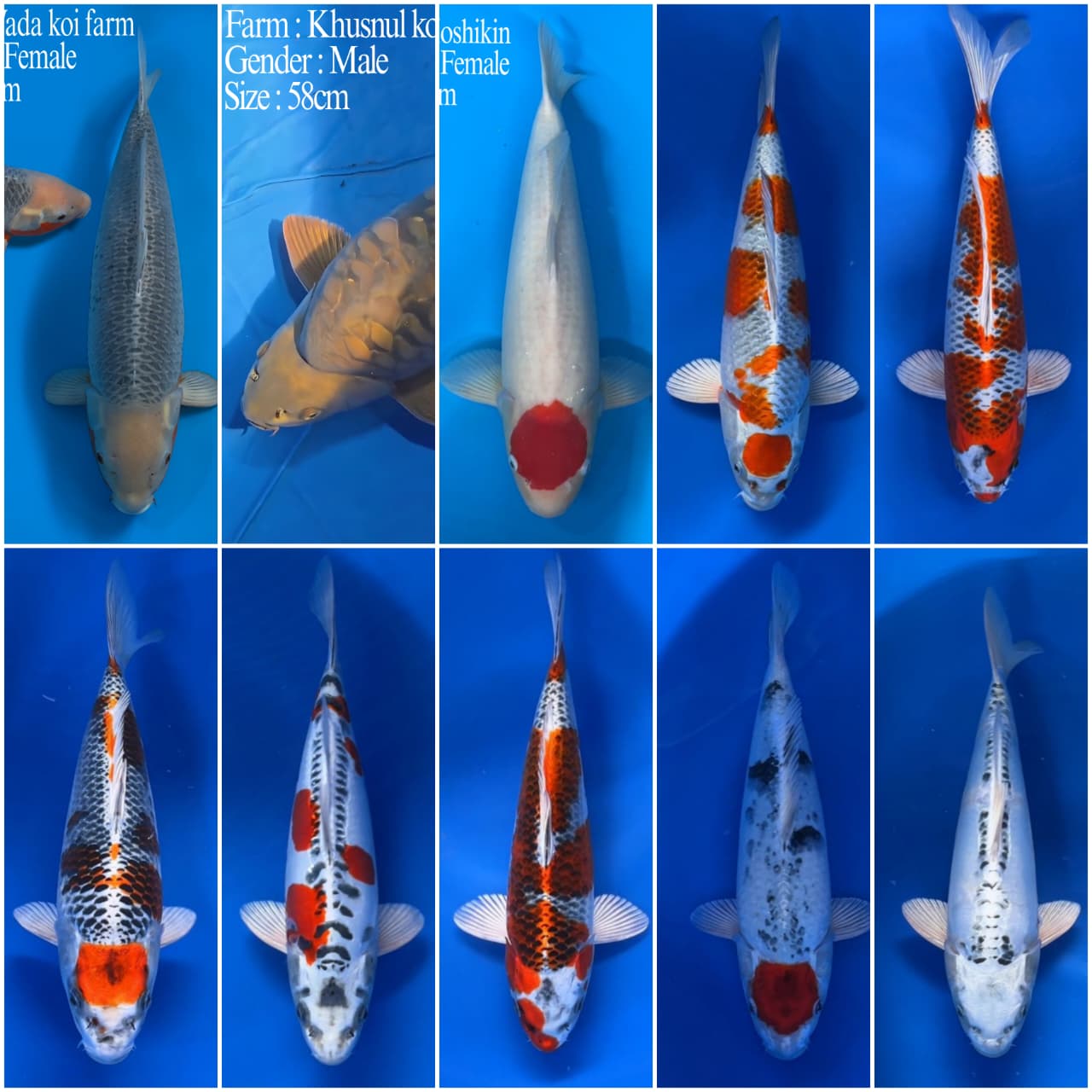 Lelang Koi Online, Jual Beli Ikan Koi, Pasar Koi Terbaik, Agen Lelang Koi, Penawaran Koi Berkualitas, Harga Jual Koi, Lelang Ikan Koi Import, Beli Koi Online, Jual Koi Murah, Koi Showroom, Penjual Koi Terpercaya, Lelang Koi Jakarta, Jual Koi Lokal, Koi Kualitas Unggul, Harga Terbaik Koi, Jual Koi Indukan, Lelang Ikan Hias Koi, Pasar Koi Indonesia, Beli Koi Berkualitas Tinggi, Koi Farm Terbesar, Jual Beli Koi Impor, Lelang Ikan Koi Kualitas Premium, Daftar Harga Koi Terbaru, Pusat Jual Beli Koi, Info Lelang Koi Hari Ini.