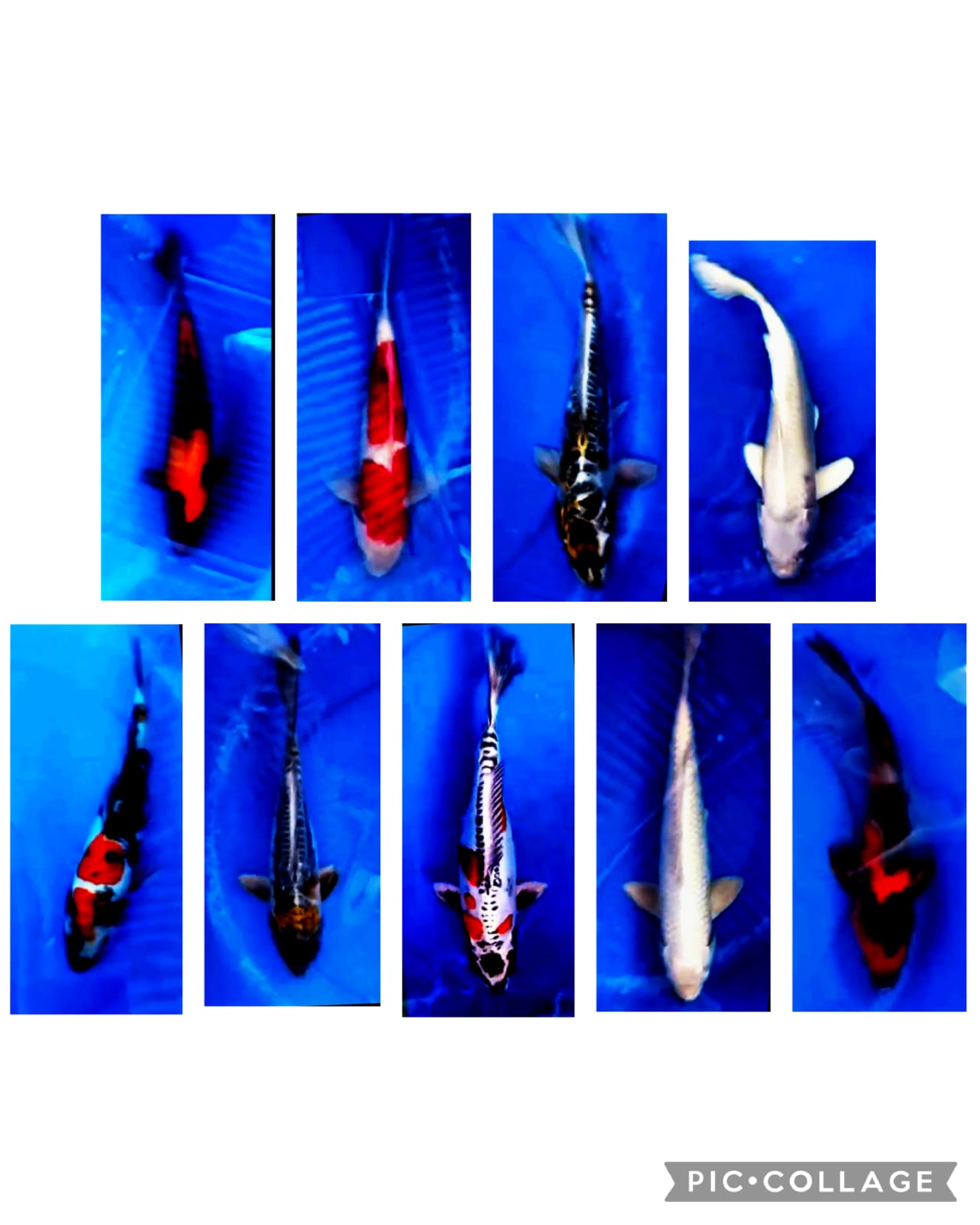 Lelang Koi Online, Jual Beli Ikan Koi, Pasar Koi Terbaik, Agen Lelang Koi, Penawaran Koi Berkualitas, Harga Jual Koi, Lelang Ikan Koi Import, Beli Koi Online, Jual Koi Murah, Koi Showroom, Penjual Koi Terpercaya, Lelang Koi Jakarta, Jual Koi Lokal, Koi Kualitas Unggul, Harga Terbaik Koi, Jual Koi Indukan, Lelang Ikan Hias Koi, Pasar Koi Indonesia, Beli Koi Berkualitas Tinggi, Koi Farm Terbesar, Jual Beli Koi Impor, Lelang Ikan Koi Kualitas Premium, Daftar Harga Koi Terbaru, Pusat Jual Beli Koi, Info Lelang Koi Hari Ini.