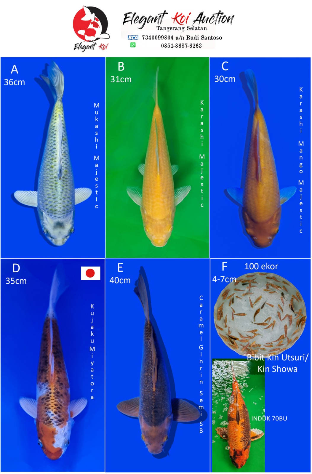 Lelang Koi Online, Jual Beli Ikan Koi, Pasar Koi Terbaik, Agen Lelang Koi, Penawaran Koi Berkualitas, Harga Jual Koi, Lelang Ikan Koi Import, Beli Koi Online, Jual Koi Murah, Koi Showroom, Penjual Koi Terpercaya, Lelang Koi Jakarta, Jual Koi Lokal, Koi Kualitas Unggul, Harga Terbaik Koi, Jual Koi Indukan, Lelang Ikan Hias Koi, Pasar Koi Indonesia, Beli Koi Berkualitas Tinggi, Koi Farm Terbesar, Jual Beli Koi Impor, Lelang Ikan Koi Kualitas Premium, Daftar Harga Koi Terbaru, Pusat Jual Beli Koi, Info Lelang Koi Hari Ini.