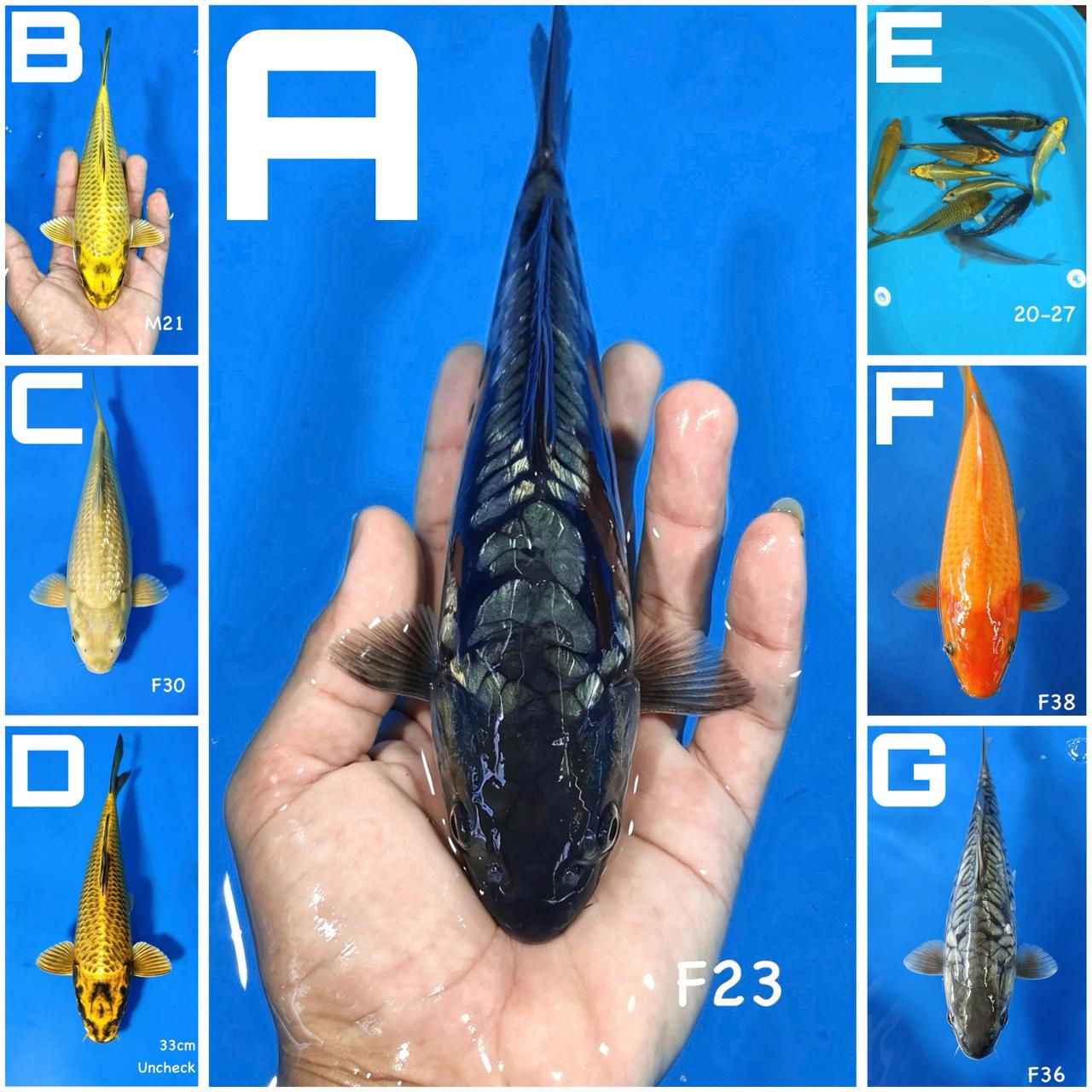 Lelang Koi Online, Jual Beli Ikan Koi, Pasar Koi Terbaik, Agen Lelang Koi, Penawaran Koi Berkualitas, Harga Jual Koi, Lelang Ikan Koi Import, Beli Koi Online, Jual Koi Murah, Koi Showroom, Penjual Koi Terpercaya, Lelang Koi Jakarta, Jual Koi Lokal, Koi Kualitas Unggul, Harga Terbaik Koi, Jual Koi Indukan, Lelang Ikan Hias Koi, Pasar Koi Indonesia, Beli Koi Berkualitas Tinggi, Koi Farm Terbesar, Jual Beli Koi Impor, Lelang Ikan Koi Kualitas Premium, Daftar Harga Koi Terbaru, Pusat Jual Beli Koi, Info Lelang Koi Hari Ini.