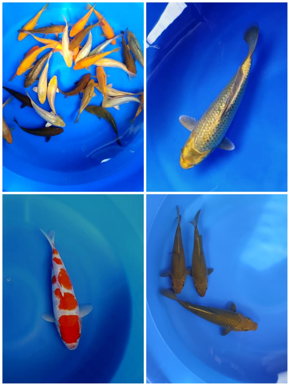 Lelang Koi Online, Jual Beli Ikan Koi, Pasar Koi Terbaik, Agen Lelang Koi, Penawaran Koi Berkualitas, Harga Jual Koi, Lelang Ikan Koi Import, Beli Koi Online, Jual Koi Murah, Koi Showroom, Penjual Koi Terpercaya, Lelang Koi Jakarta, Jual Koi Lokal, Koi Kualitas Unggul, Harga Terbaik Koi, Jual Koi Indukan, Lelang Ikan Hias Koi, Pasar Koi Indonesia, Beli Koi Berkualitas Tinggi, Koi Farm Terbesar, Jual Beli Koi Impor, Lelang Ikan Koi Kualitas Premium, Daftar Harga Koi Terbaru, Pusat Jual Beli Koi, Info Lelang Koi Hari Ini.