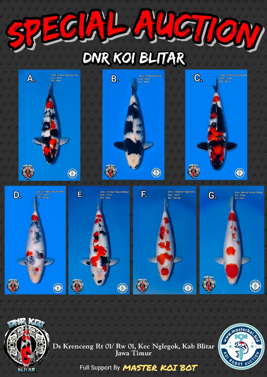 Lelang Koi Online, Jual Beli Ikan Koi, Pasar Koi Terbaik, Agen Lelang Koi, Penawaran Koi Berkualitas, Harga Jual Koi, Lelang Ikan Koi Import, Beli Koi Online, Jual Koi Murah, Koi Showroom, Penjual Koi Terpercaya, Lelang Koi Jakarta, Jual Koi Lokal, Koi Kualitas Unggul, Harga Terbaik Koi, Jual Koi Indukan, Lelang Ikan Hias Koi, Pasar Koi Indonesia, Beli Koi Berkualitas Tinggi, Koi Farm Terbesar, Jual Beli Koi Impor, Lelang Ikan Koi Kualitas Premium, Daftar Harga Koi Terbaru, Pusat Jual Beli Koi, Info Lelang Koi Hari Ini.