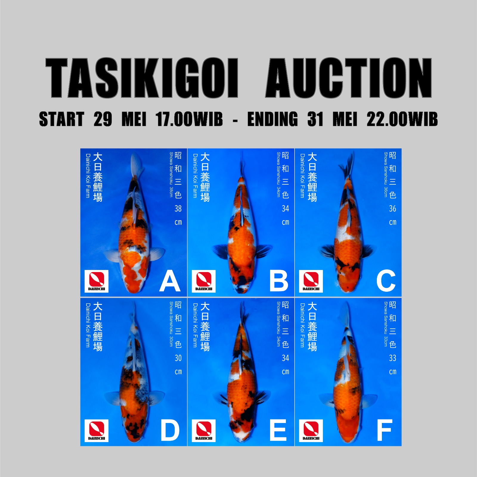 Lelang Koi Online, Jual Beli Ikan Koi, Pasar Koi Terbaik, Agen Lelang Koi, Penawaran Koi Berkualitas, Harga Jual Koi, Lelang Ikan Koi Import, Beli Koi Online, Jual Koi Murah, Koi Showroom, Penjual Koi Terpercaya, Lelang Koi Jakarta, Jual Koi Lokal, Koi Kualitas Unggul, Harga Terbaik Koi, Jual Koi Indukan, Lelang Ikan Hias Koi, Pasar Koi Indonesia, Beli Koi Berkualitas Tinggi, Koi Farm Terbesar, Jual Beli Koi Impor, Lelang Ikan Koi Kualitas Premium, Daftar Harga Koi Terbaru, Pusat Jual Beli Koi, Info Lelang Koi Hari Ini.