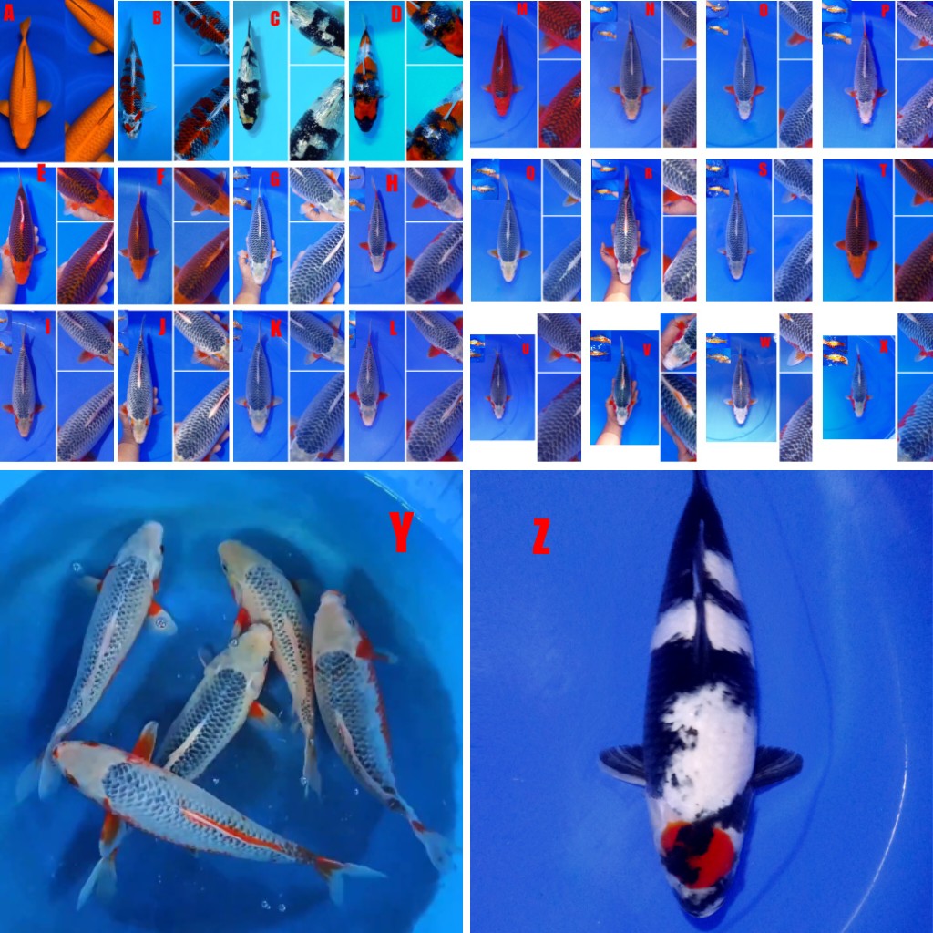 Lelang Koi Online, Jual Beli Ikan Koi, Pasar Koi Terbaik, Agen Lelang Koi, Penawaran Koi Berkualitas, Harga Jual Koi, Lelang Ikan Koi Import, Beli Koi Online, Jual Koi Murah, Koi Showroom, Penjual Koi Terpercaya, Lelang Koi Jakarta, Jual Koi Lokal, Koi Kualitas Unggul, Harga Terbaik Koi, Jual Koi Indukan, Lelang Ikan Hias Koi, Pasar Koi Indonesia, Beli Koi Berkualitas Tinggi, Koi Farm Terbesar, Jual Beli Koi Impor, Lelang Ikan Koi Kualitas Premium, Daftar Harga Koi Terbaru, Pusat Jual Beli Koi, Info Lelang Koi Hari Ini.