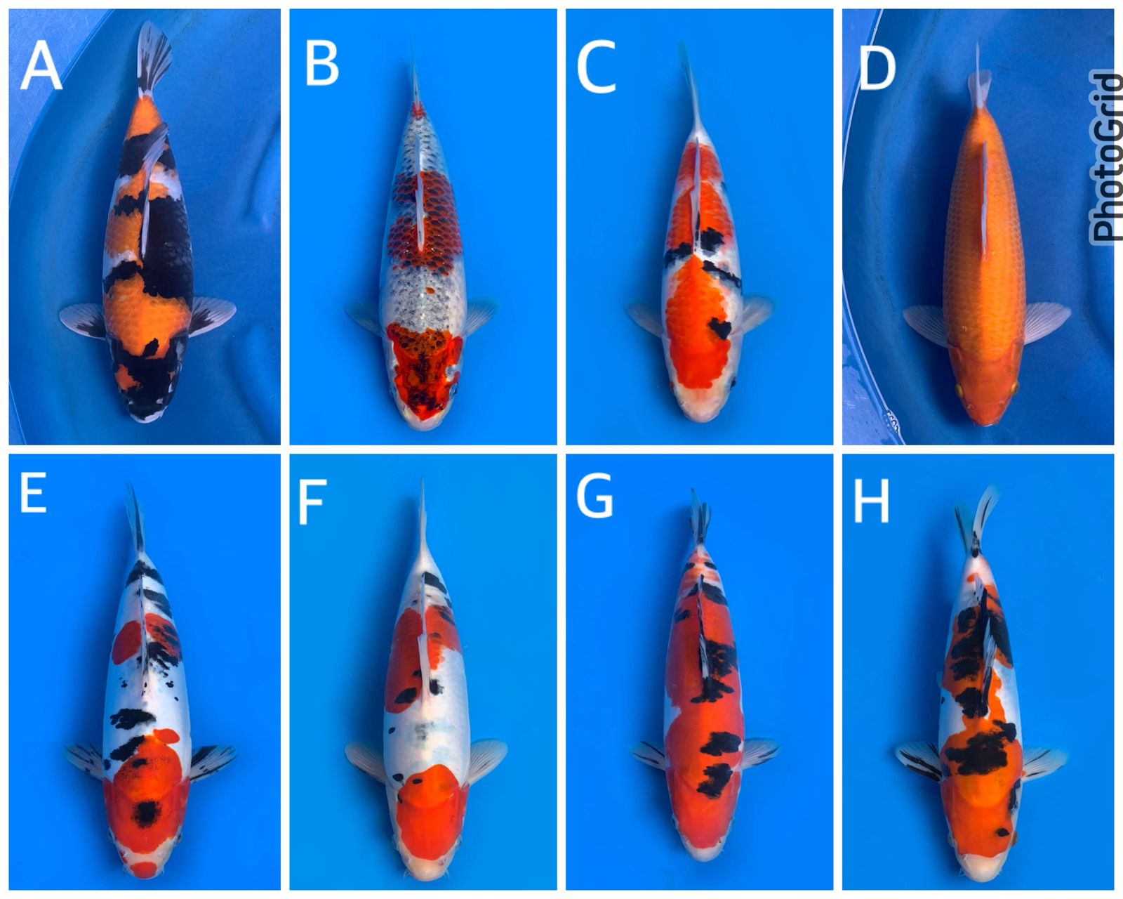 Lelang Koi Online, Jual Beli Ikan Koi, Pasar Koi Terbaik, Agen Lelang Koi, Penawaran Koi Berkualitas, Harga Jual Koi, Lelang Ikan Koi Import, Beli Koi Online, Jual Koi Murah, Koi Showroom, Penjual Koi Terpercaya, Lelang Koi Jakarta, Jual Koi Lokal, Koi Kualitas Unggul, Harga Terbaik Koi, Jual Koi Indukan, Lelang Ikan Hias Koi, Pasar Koi Indonesia, Beli Koi Berkualitas Tinggi, Koi Farm Terbesar, Jual Beli Koi Impor, Lelang Ikan Koi Kualitas Premium, Daftar Harga Koi Terbaru, Pusat Jual Beli Koi, Info Lelang Koi Hari Ini.