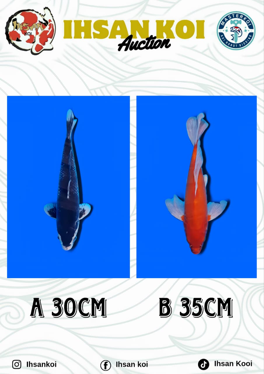 Lelang Koi Online, Jual Beli Ikan Koi, Pasar Koi Terbaik, Agen Lelang Koi, Penawaran Koi Berkualitas, Harga Jual Koi, Lelang Ikan Koi Import, Beli Koi Online, Jual Koi Murah, Koi Showroom, Penjual Koi Terpercaya, Lelang Koi Jakarta, Jual Koi Lokal, Koi Kualitas Unggul, Harga Terbaik Koi, Jual Koi Indukan, Lelang Ikan Hias Koi, Pasar Koi Indonesia, Beli Koi Berkualitas Tinggi, Koi Farm Terbesar, Jual Beli Koi Impor, Lelang Ikan Koi Kualitas Premium, Daftar Harga Koi Terbaru, Pusat Jual Beli Koi, Info Lelang Koi Hari Ini.