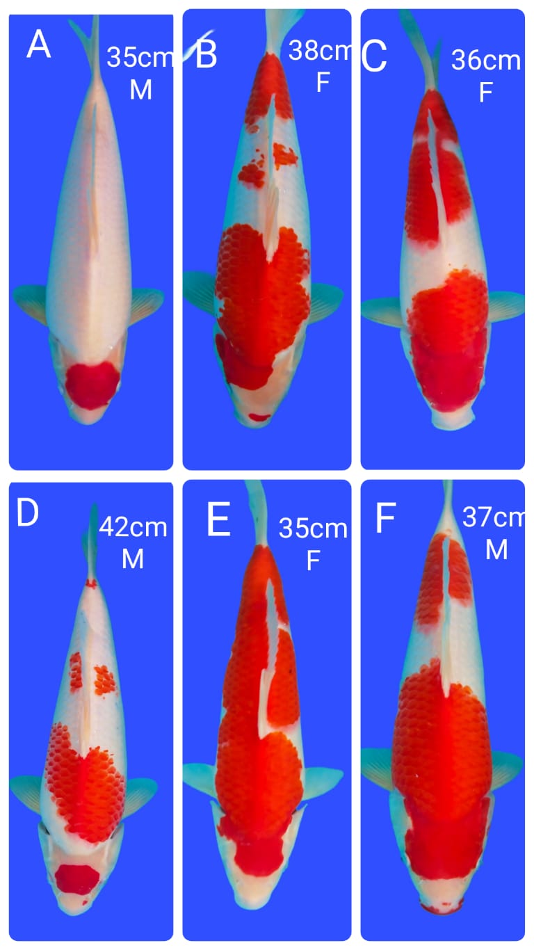 Lelang Koi Online, Jual Beli Ikan Koi, Pasar Koi Terbaik, Agen Lelang Koi, Penawaran Koi Berkualitas, Harga Jual Koi, Lelang Ikan Koi Import, Beli Koi Online, Jual Koi Murah, Koi Showroom, Penjual Koi Terpercaya, Lelang Koi Jakarta, Jual Koi Lokal, Koi Kualitas Unggul, Harga Terbaik Koi, Jual Koi Indukan, Lelang Ikan Hias Koi, Pasar Koi Indonesia, Beli Koi Berkualitas Tinggi, Koi Farm Terbesar, Jual Beli Koi Impor, Lelang Ikan Koi Kualitas Premium, Daftar Harga Koi Terbaru, Pusat Jual Beli Koi, Info Lelang Koi Hari Ini.