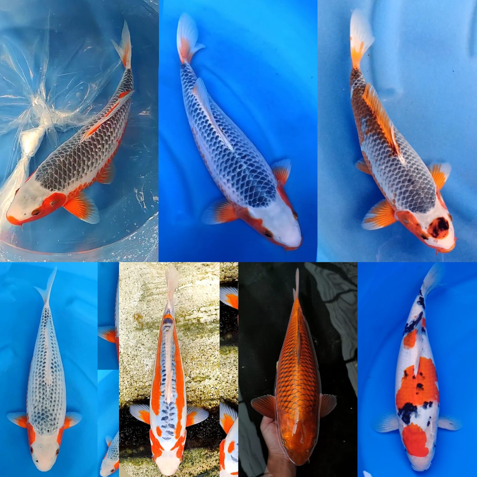 Lelang Koi Online, Jual Beli Ikan Koi, Pasar Koi Terbaik, Agen Lelang Koi, Penawaran Koi Berkualitas, Harga Jual Koi, Lelang Ikan Koi Import, Beli Koi Online, Jual Koi Murah, Koi Showroom, Penjual Koi Terpercaya, Lelang Koi Jakarta, Jual Koi Lokal, Koi Kualitas Unggul, Harga Terbaik Koi, Jual Koi Indukan, Lelang Ikan Hias Koi, Pasar Koi Indonesia, Beli Koi Berkualitas Tinggi, Koi Farm Terbesar, Jual Beli Koi Impor, Lelang Ikan Koi Kualitas Premium, Daftar Harga Koi Terbaru, Pusat Jual Beli Koi, Info Lelang Koi Hari Ini.