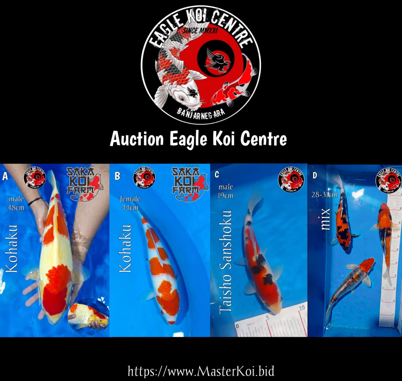 Lelang Koi Online, Jual Beli Ikan Koi, Pasar Koi Terbaik, Agen Lelang Koi, Penawaran Koi Berkualitas, Harga Jual Koi, Lelang Ikan Koi Import, Beli Koi Online, Jual Koi Murah, Koi Showroom, Penjual Koi Terpercaya, Lelang Koi Jakarta, Jual Koi Lokal, Koi Kualitas Unggul, Harga Terbaik Koi, Jual Koi Indukan, Lelang Ikan Hias Koi, Pasar Koi Indonesia, Beli Koi Berkualitas Tinggi, Koi Farm Terbesar, Jual Beli Koi Impor, Lelang Ikan Koi Kualitas Premium, Daftar Harga Koi Terbaru, Pusat Jual Beli Koi, Info Lelang Koi Hari Ini.
