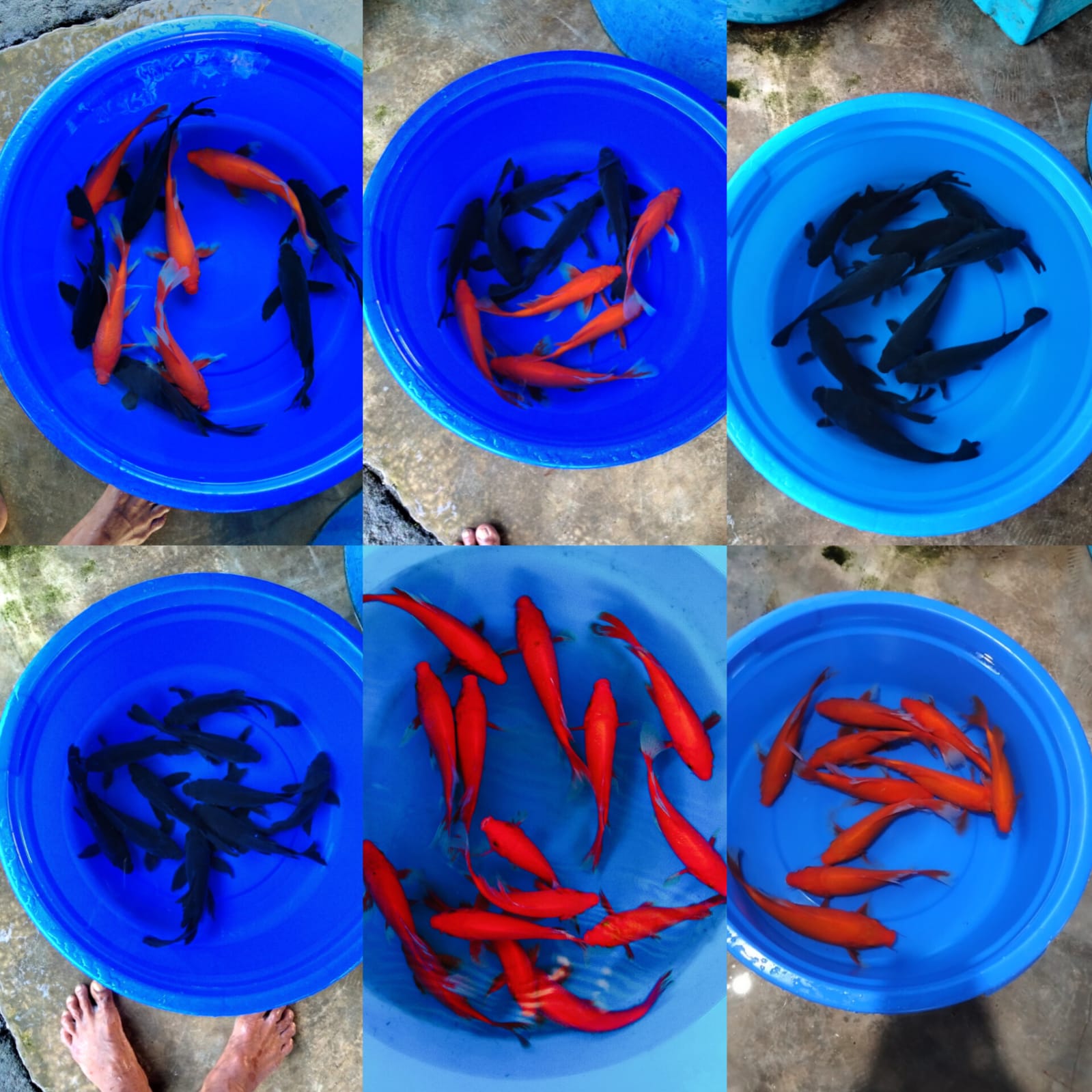 Lelang Koi Online, Jual Beli Ikan Koi, Pasar Koi Terbaik, Agen Lelang Koi, Penawaran Koi Berkualitas, Harga Jual Koi, Lelang Ikan Koi Import, Beli Koi Online, Jual Koi Murah, Koi Showroom, Penjual Koi Terpercaya, Lelang Koi Jakarta, Jual Koi Lokal, Koi Kualitas Unggul, Harga Terbaik Koi, Jual Koi Indukan, Lelang Ikan Hias Koi, Pasar Koi Indonesia, Beli Koi Berkualitas Tinggi, Koi Farm Terbesar, Jual Beli Koi Impor, Lelang Ikan Koi Kualitas Premium, Daftar Harga Koi Terbaru, Pusat Jual Beli Koi, Info Lelang Koi Hari Ini.