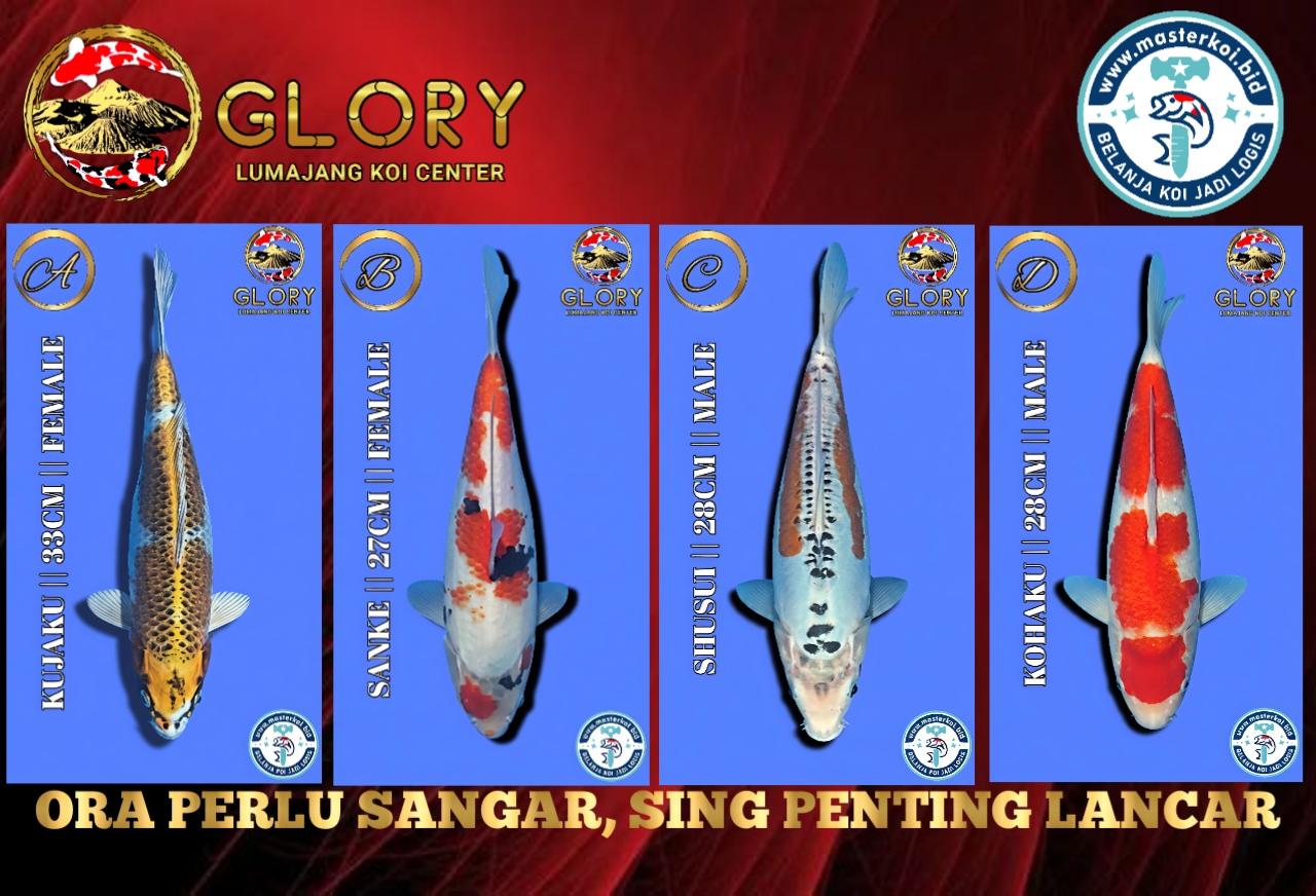 Lelang Koi Online, Jual Beli Ikan Koi, Pasar Koi Terbaik, Agen Lelang Koi, Penawaran Koi Berkualitas, Harga Jual Koi, Lelang Ikan Koi Import, Beli Koi Online, Jual Koi Murah, Koi Showroom, Penjual Koi Terpercaya, Lelang Koi Jakarta, Jual Koi Lokal, Koi Kualitas Unggul, Harga Terbaik Koi, Jual Koi Indukan, Lelang Ikan Hias Koi, Pasar Koi Indonesia, Beli Koi Berkualitas Tinggi, Koi Farm Terbesar, Jual Beli Koi Impor, Lelang Ikan Koi Kualitas Premium, Daftar Harga Koi Terbaru, Pusat Jual Beli Koi, Info Lelang Koi Hari Ini.