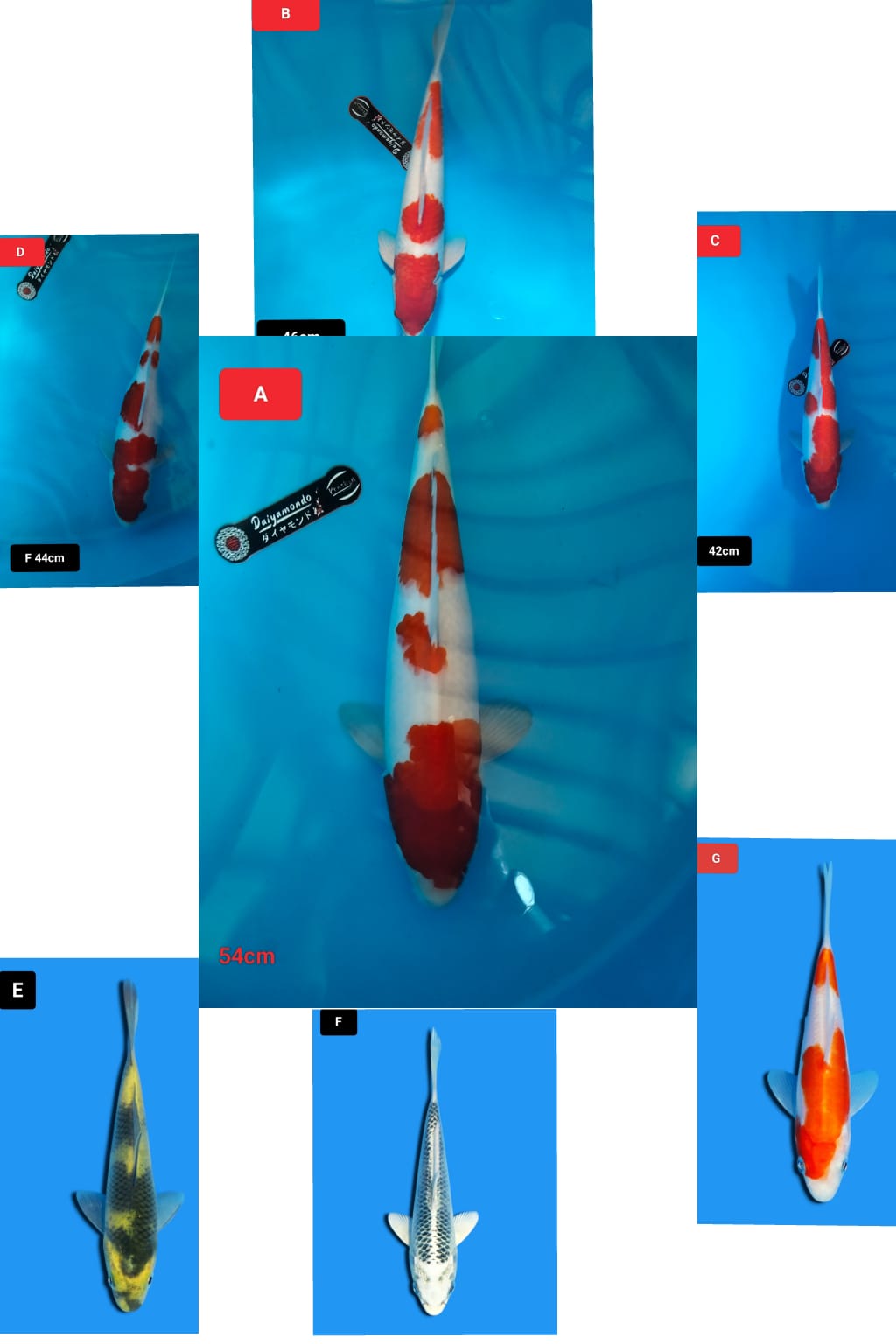 Lelang Koi Online, Jual Beli Ikan Koi, Pasar Koi Terbaik, Agen Lelang Koi, Penawaran Koi Berkualitas, Harga Jual Koi, Lelang Ikan Koi Import, Beli Koi Online, Jual Koi Murah, Koi Showroom, Penjual Koi Terpercaya, Lelang Koi Jakarta, Jual Koi Lokal, Koi Kualitas Unggul, Harga Terbaik Koi, Jual Koi Indukan, Lelang Ikan Hias Koi, Pasar Koi Indonesia, Beli Koi Berkualitas Tinggi, Koi Farm Terbesar, Jual Beli Koi Impor, Lelang Ikan Koi Kualitas Premium, Daftar Harga Koi Terbaru, Pusat Jual Beli Koi, Info Lelang Koi Hari Ini.
