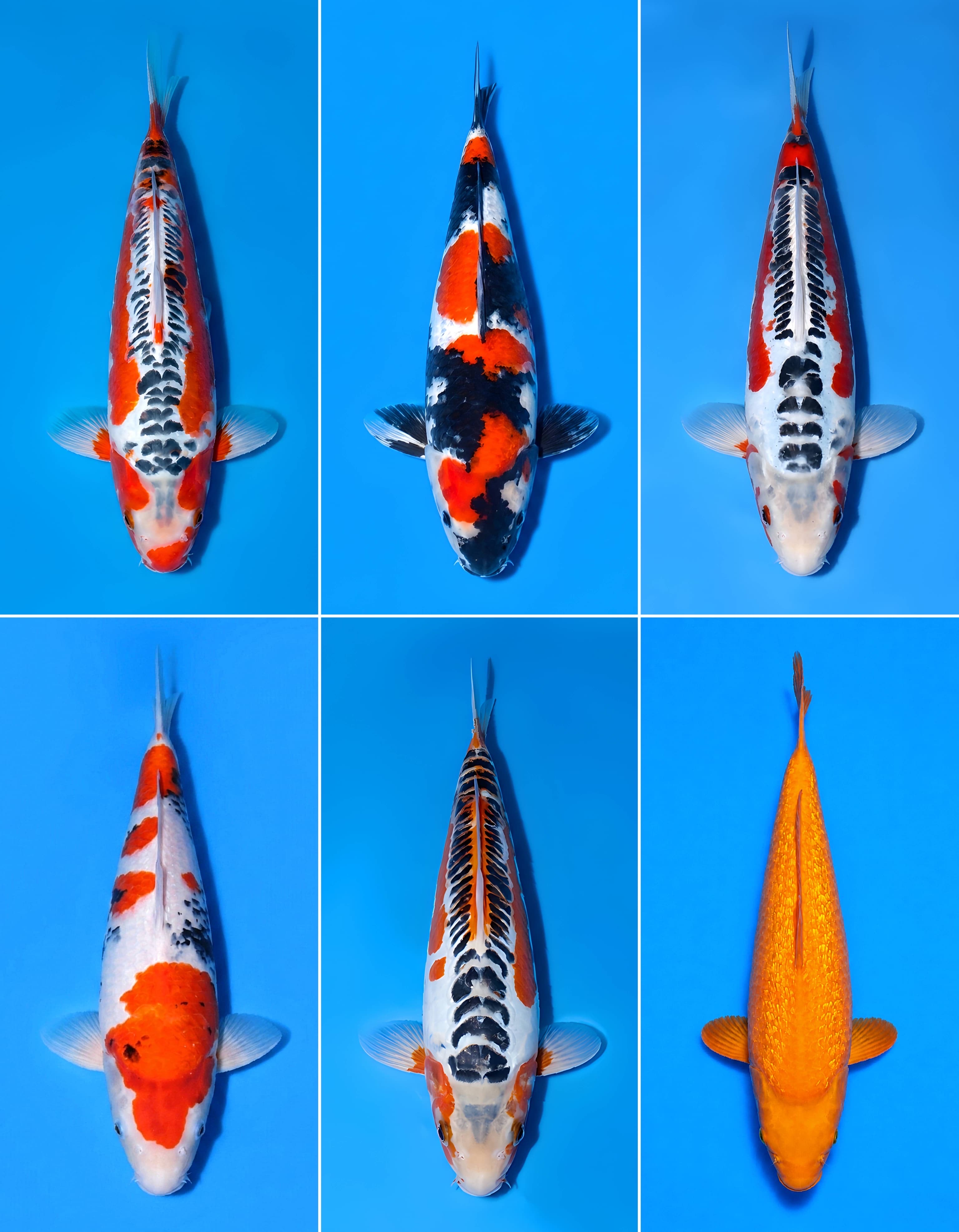 Lelang Koi Online, Jual Beli Ikan Koi, Pasar Koi Terbaik, Agen Lelang Koi, Penawaran Koi Berkualitas, Harga Jual Koi, Lelang Ikan Koi Import, Beli Koi Online, Jual Koi Murah, Koi Showroom, Penjual Koi Terpercaya, Lelang Koi Jakarta, Jual Koi Lokal, Koi Kualitas Unggul, Harga Terbaik Koi, Jual Koi Indukan, Lelang Ikan Hias Koi, Pasar Koi Indonesia, Beli Koi Berkualitas Tinggi, Koi Farm Terbesar, Jual Beli Koi Impor, Lelang Ikan Koi Kualitas Premium, Daftar Harga Koi Terbaru, Pusat Jual Beli Koi, Info Lelang Koi Hari Ini.