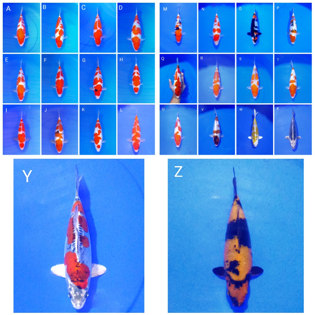 Lelang Koi Online, Jual Beli Ikan Koi, Pasar Koi Terbaik, Agen Lelang Koi, Penawaran Koi Berkualitas, Harga Jual Koi, Lelang Ikan Koi Import, Beli Koi Online, Jual Koi Murah, Koi Showroom, Penjual Koi Terpercaya, Lelang Koi Jakarta, Jual Koi Lokal, Koi Kualitas Unggul, Harga Terbaik Koi, Jual Koi Indukan, Lelang Ikan Hias Koi, Pasar Koi Indonesia, Beli Koi Berkualitas Tinggi, Koi Farm Terbesar, Jual Beli Koi Impor, Lelang Ikan Koi Kualitas Premium, Daftar Harga Koi Terbaru, Pusat Jual Beli Koi, Info Lelang Koi Hari Ini.