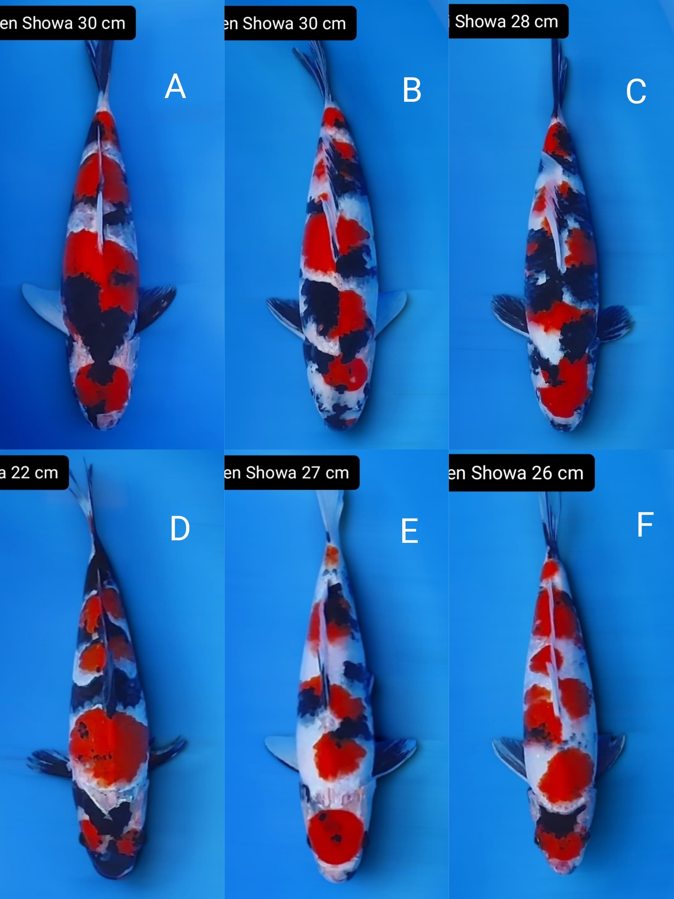 Lelang Koi Online, Jual Beli Ikan Koi, Pasar Koi Terbaik, Agen Lelang Koi, Penawaran Koi Berkualitas, Harga Jual Koi, Lelang Ikan Koi Import, Beli Koi Online, Jual Koi Murah, Koi Showroom, Penjual Koi Terpercaya, Lelang Koi Jakarta, Jual Koi Lokal, Koi Kualitas Unggul, Harga Terbaik Koi, Jual Koi Indukan, Lelang Ikan Hias Koi, Pasar Koi Indonesia, Beli Koi Berkualitas Tinggi, Koi Farm Terbesar, Jual Beli Koi Impor, Lelang Ikan Koi Kualitas Premium, Daftar Harga Koi Terbaru, Pusat Jual Beli Koi, Info Lelang Koi Hari Ini.