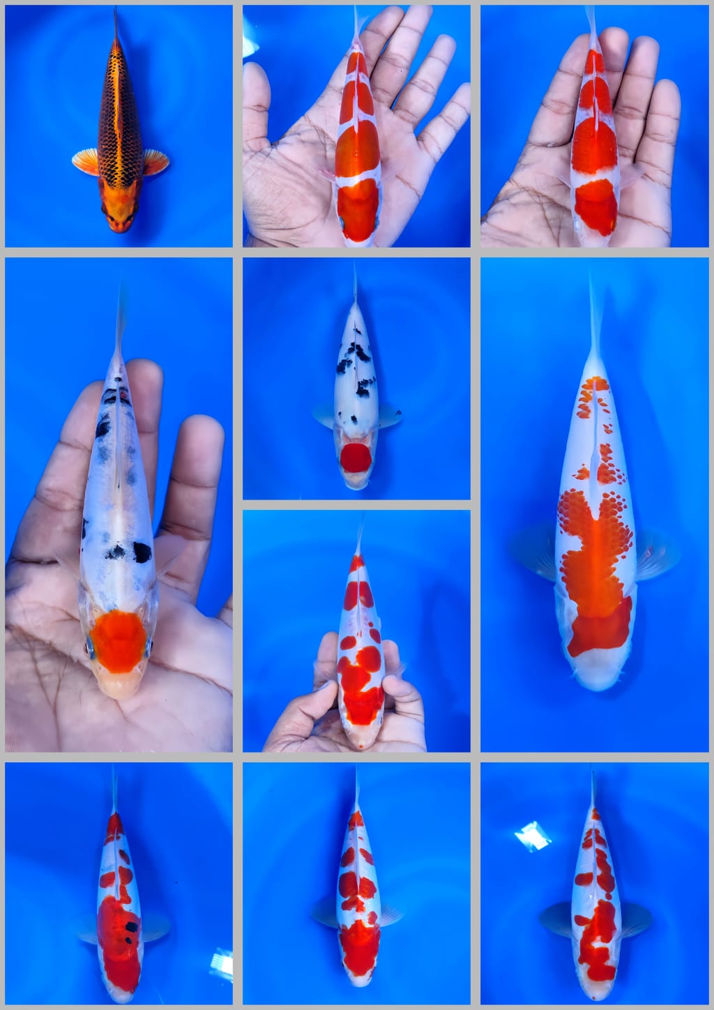 Lelang Koi Online, Jual Beli Ikan Koi, Pasar Koi Terbaik, Agen Lelang Koi, Penawaran Koi Berkualitas, Harga Jual Koi, Lelang Ikan Koi Import, Beli Koi Online, Jual Koi Murah, Koi Showroom, Penjual Koi Terpercaya, Lelang Koi Jakarta, Jual Koi Lokal, Koi Kualitas Unggul, Harga Terbaik Koi, Jual Koi Indukan, Lelang Ikan Hias Koi, Pasar Koi Indonesia, Beli Koi Berkualitas Tinggi, Koi Farm Terbesar, Jual Beli Koi Impor, Lelang Ikan Koi Kualitas Premium, Daftar Harga Koi Terbaru, Pusat Jual Beli Koi, Info Lelang Koi Hari Ini.