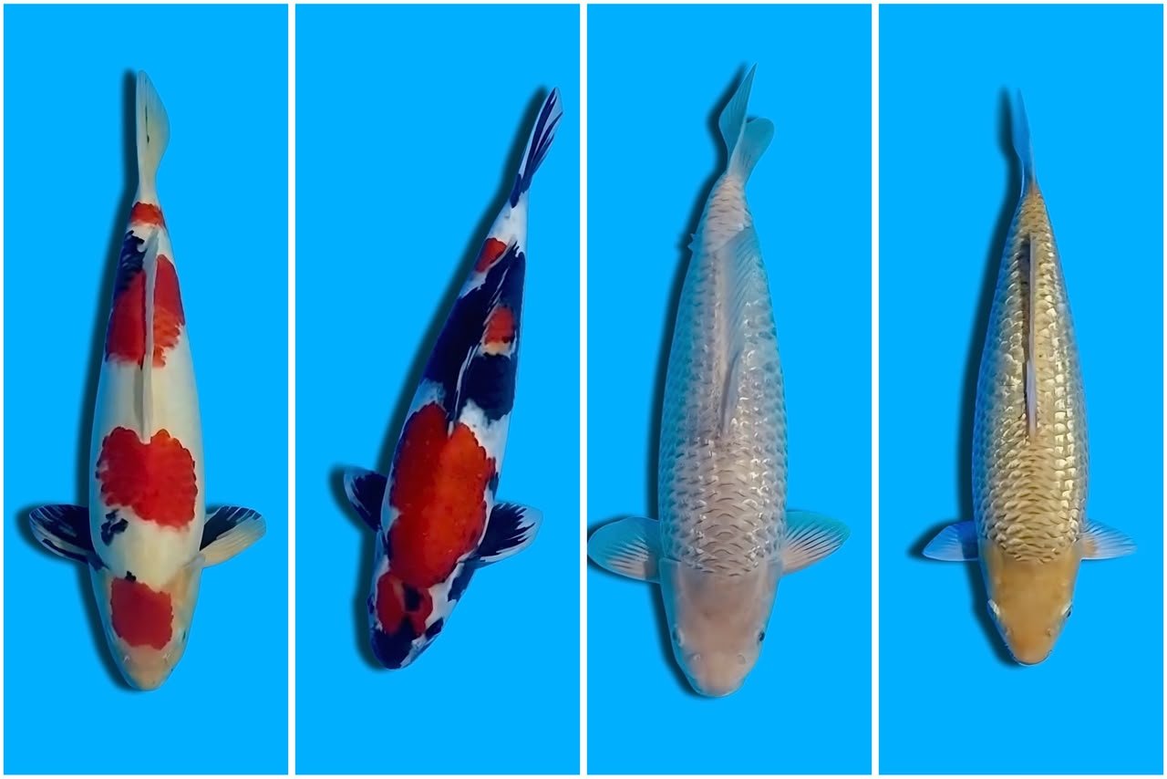 Lelang Koi Online, Jual Beli Ikan Koi, Pasar Koi Terbaik, Agen Lelang Koi, Penawaran Koi Berkualitas, Harga Jual Koi, Lelang Ikan Koi Import, Beli Koi Online, Jual Koi Murah, Koi Showroom, Penjual Koi Terpercaya, Lelang Koi Jakarta, Jual Koi Lokal, Koi Kualitas Unggul, Harga Terbaik Koi, Jual Koi Indukan, Lelang Ikan Hias Koi, Pasar Koi Indonesia, Beli Koi Berkualitas Tinggi, Koi Farm Terbesar, Jual Beli Koi Impor, Lelang Ikan Koi Kualitas Premium, Daftar Harga Koi Terbaru, Pusat Jual Beli Koi, Info Lelang Koi Hari Ini.