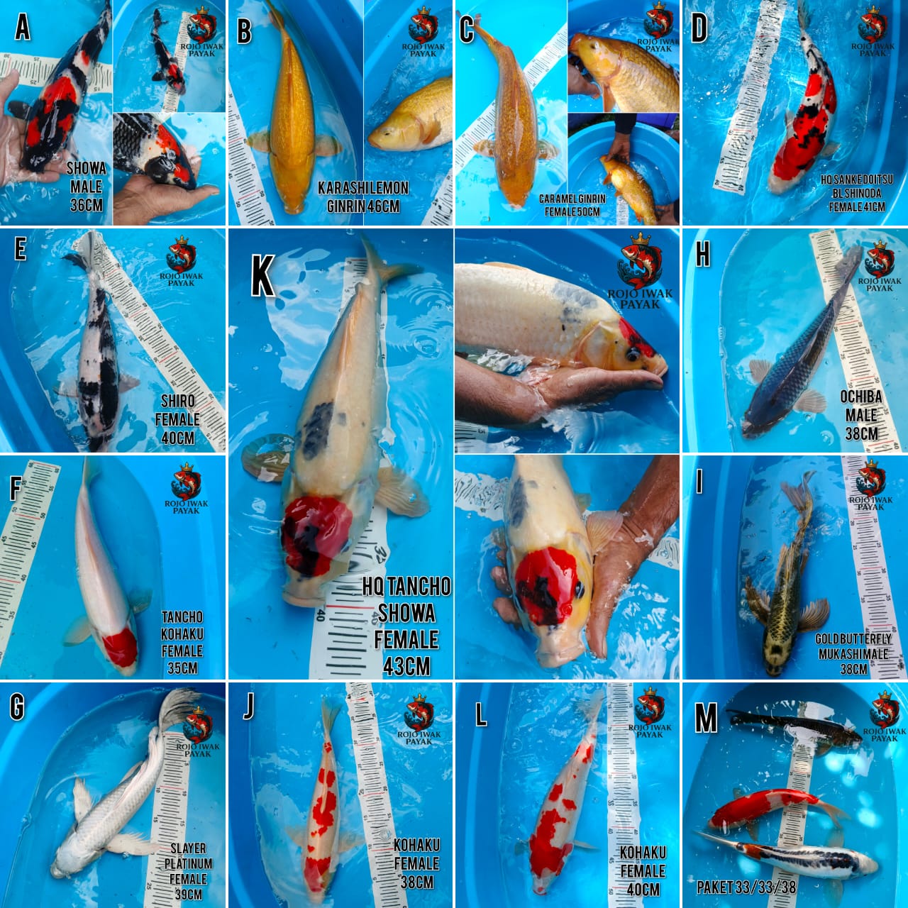 Lelang Koi Online, Jual Beli Ikan Koi, Pasar Koi Terbaik, Agen Lelang Koi, Penawaran Koi Berkualitas, Harga Jual Koi, Lelang Ikan Koi Import, Beli Koi Online, Jual Koi Murah, Koi Showroom, Penjual Koi Terpercaya, Lelang Koi Jakarta, Jual Koi Lokal, Koi Kualitas Unggul, Harga Terbaik Koi, Jual Koi Indukan, Lelang Ikan Hias Koi, Pasar Koi Indonesia, Beli Koi Berkualitas Tinggi, Koi Farm Terbesar, Jual Beli Koi Impor, Lelang Ikan Koi Kualitas Premium, Daftar Harga Koi Terbaru, Pusat Jual Beli Koi, Info Lelang Koi Hari Ini.