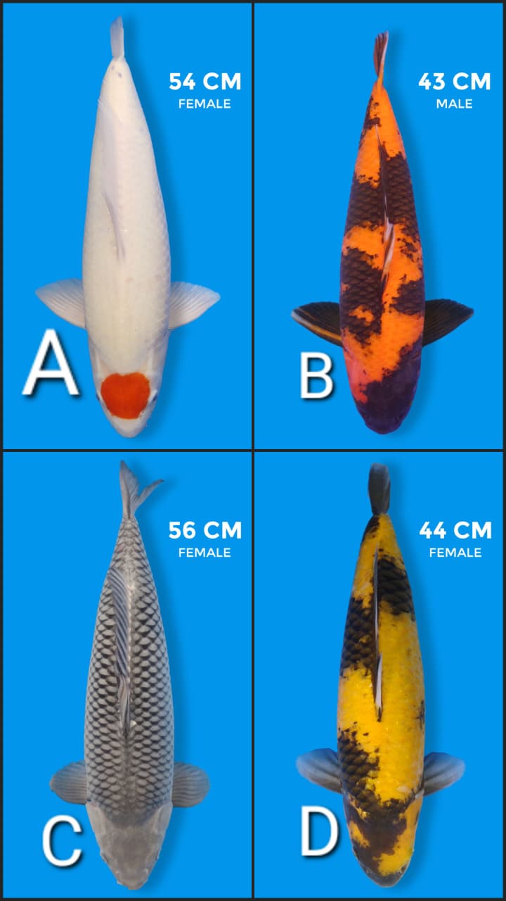 Lelang Koi Online, Jual Beli Ikan Koi, Pasar Koi Terbaik, Agen Lelang Koi, Penawaran Koi Berkualitas, Harga Jual Koi, Lelang Ikan Koi Import, Beli Koi Online, Jual Koi Murah, Koi Showroom, Penjual Koi Terpercaya, Lelang Koi Jakarta, Jual Koi Lokal, Koi Kualitas Unggul, Harga Terbaik Koi, Jual Koi Indukan, Lelang Ikan Hias Koi, Pasar Koi Indonesia, Beli Koi Berkualitas Tinggi, Koi Farm Terbesar, Jual Beli Koi Impor, Lelang Ikan Koi Kualitas Premium, Daftar Harga Koi Terbaru, Pusat Jual Beli Koi, Info Lelang Koi Hari Ini.