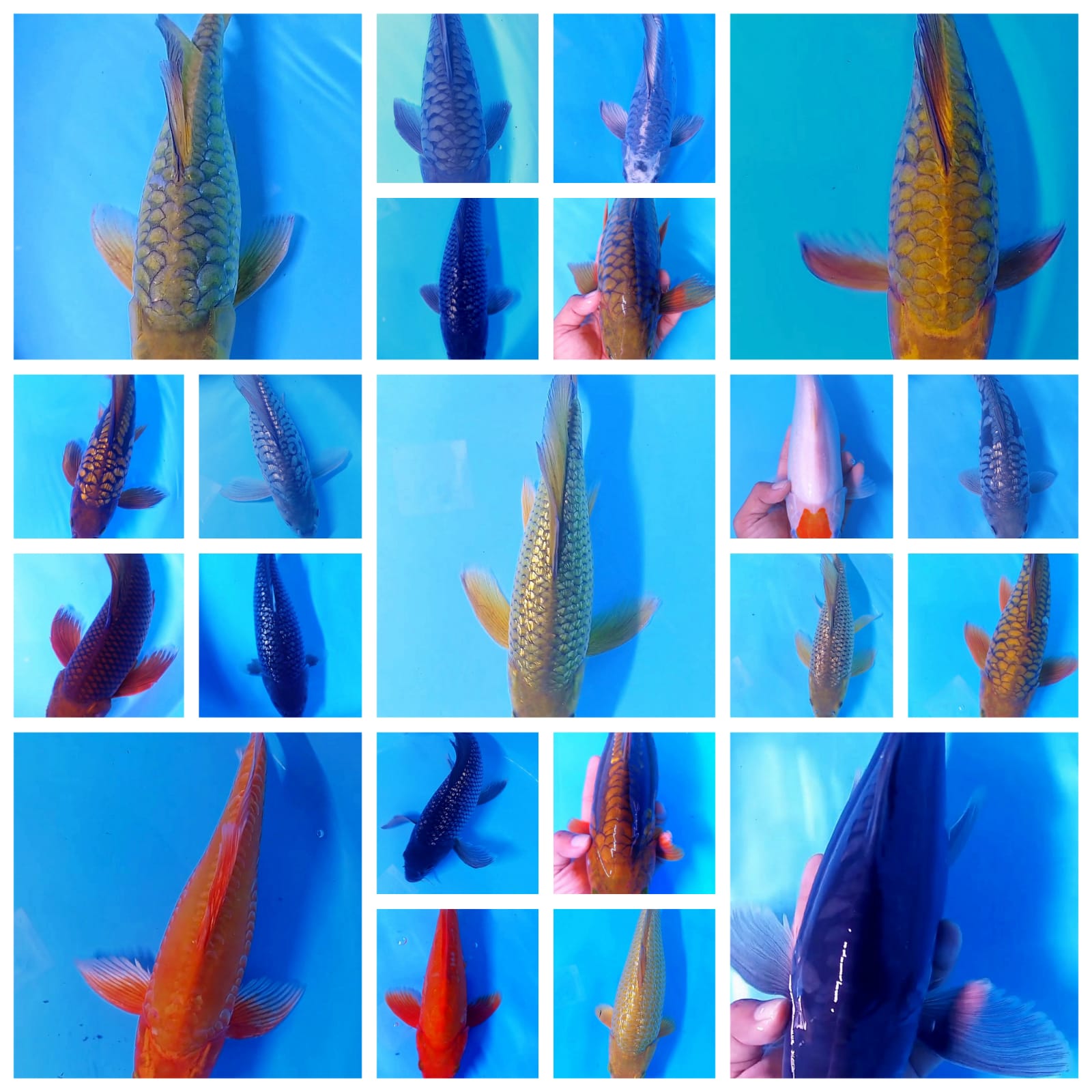 Lelang Koi Online, Jual Beli Ikan Koi, Pasar Koi Terbaik, Agen Lelang Koi, Penawaran Koi Berkualitas, Harga Jual Koi, Lelang Ikan Koi Import, Beli Koi Online, Jual Koi Murah, Koi Showroom, Penjual Koi Terpercaya, Lelang Koi Jakarta, Jual Koi Lokal, Koi Kualitas Unggul, Harga Terbaik Koi, Jual Koi Indukan, Lelang Ikan Hias Koi, Pasar Koi Indonesia, Beli Koi Berkualitas Tinggi, Koi Farm Terbesar, Jual Beli Koi Impor, Lelang Ikan Koi Kualitas Premium, Daftar Harga Koi Terbaru, Pusat Jual Beli Koi, Info Lelang Koi Hari Ini.