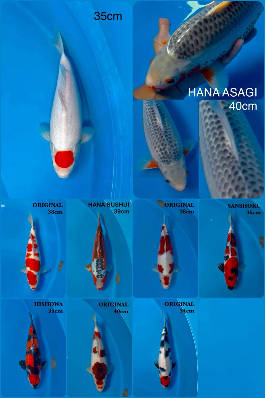 Lelang Koi Online, Jual Beli Ikan Koi, Pasar Koi Terbaik, Agen Lelang Koi, Penawaran Koi Berkualitas, Harga Jual Koi, Lelang Ikan Koi Import, Beli Koi Online, Jual Koi Murah, Koi Showroom, Penjual Koi Terpercaya, Lelang Koi Jakarta, Jual Koi Lokal, Koi Kualitas Unggul, Harga Terbaik Koi, Jual Koi Indukan, Lelang Ikan Hias Koi, Pasar Koi Indonesia, Beli Koi Berkualitas Tinggi, Koi Farm Terbesar, Jual Beli Koi Impor, Lelang Ikan Koi Kualitas Premium, Daftar Harga Koi Terbaru, Pusat Jual Beli Koi, Info Lelang Koi Hari Ini.