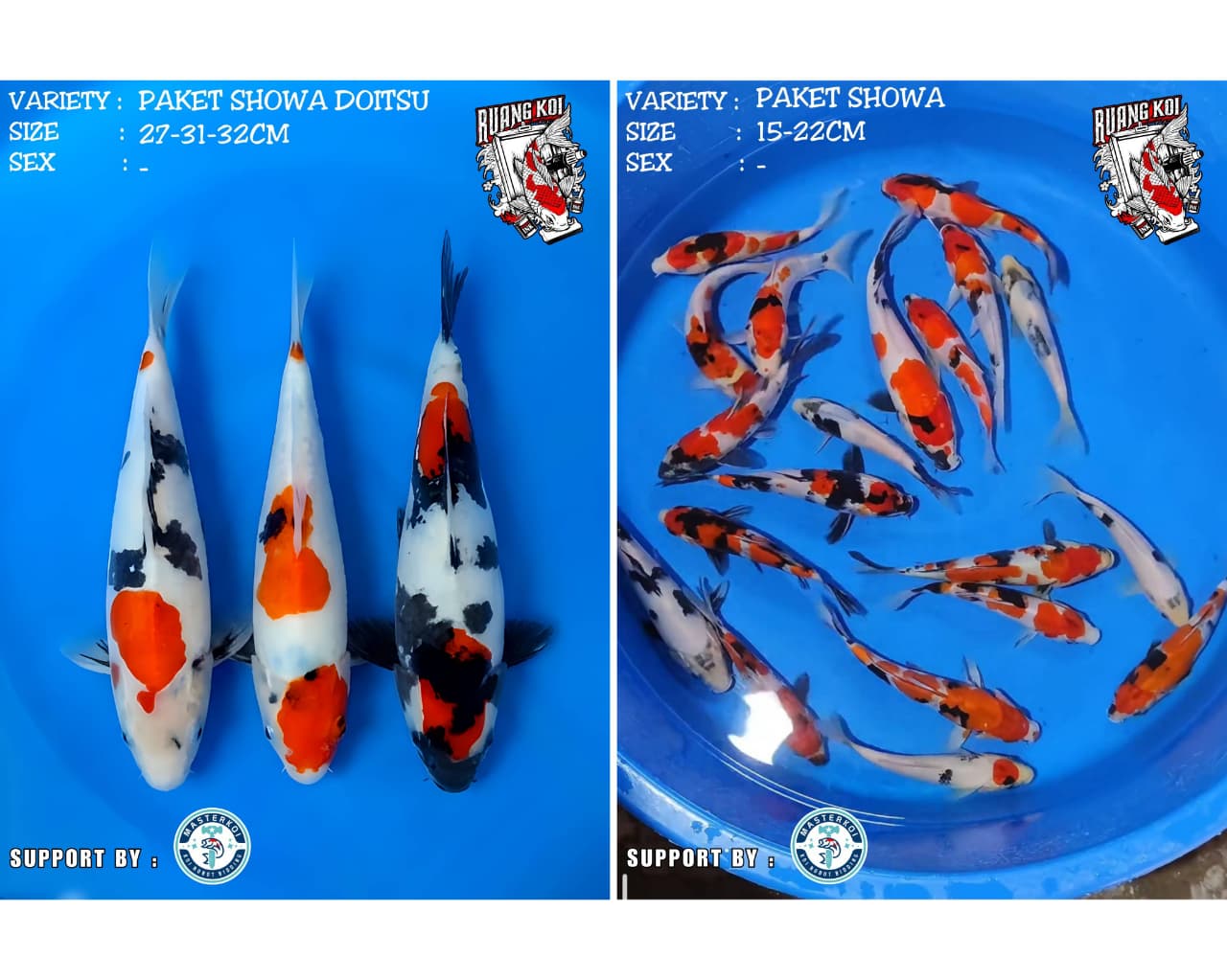 Lelang Koi Online, Jual Beli Ikan Koi, Pasar Koi Terbaik, Agen Lelang Koi, Penawaran Koi Berkualitas, Harga Jual Koi, Lelang Ikan Koi Import, Beli Koi Online, Jual Koi Murah, Koi Showroom, Penjual Koi Terpercaya, Lelang Koi Jakarta, Jual Koi Lokal, Koi Kualitas Unggul, Harga Terbaik Koi, Jual Koi Indukan, Lelang Ikan Hias Koi, Pasar Koi Indonesia, Beli Koi Berkualitas Tinggi, Koi Farm Terbesar, Jual Beli Koi Impor, Lelang Ikan Koi Kualitas Premium, Daftar Harga Koi Terbaru, Pusat Jual Beli Koi, Info Lelang Koi Hari Ini.