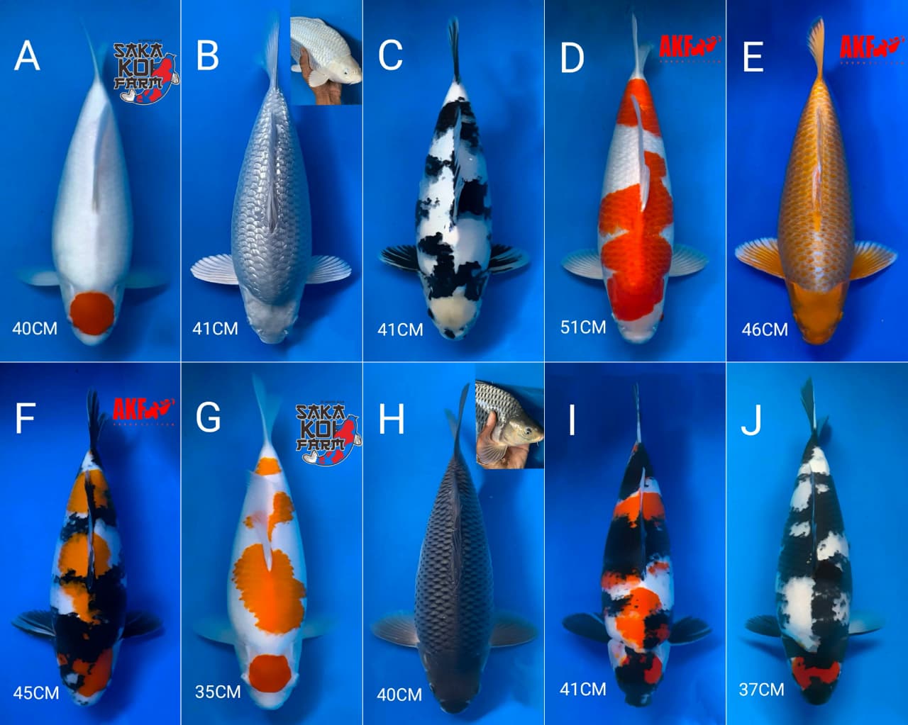 Lelang Koi Online, Jual Beli Ikan Koi, Pasar Koi Terbaik, Agen Lelang Koi, Penawaran Koi Berkualitas, Harga Jual Koi, Lelang Ikan Koi Import, Beli Koi Online, Jual Koi Murah, Koi Showroom, Penjual Koi Terpercaya, Lelang Koi Jakarta, Jual Koi Lokal, Koi Kualitas Unggul, Harga Terbaik Koi, Jual Koi Indukan, Lelang Ikan Hias Koi, Pasar Koi Indonesia, Beli Koi Berkualitas Tinggi, Koi Farm Terbesar, Jual Beli Koi Impor, Lelang Ikan Koi Kualitas Premium, Daftar Harga Koi Terbaru, Pusat Jual Beli Koi, Info Lelang Koi Hari Ini.